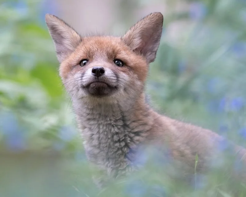 fox-in-dandelion-7-800x640.jpg