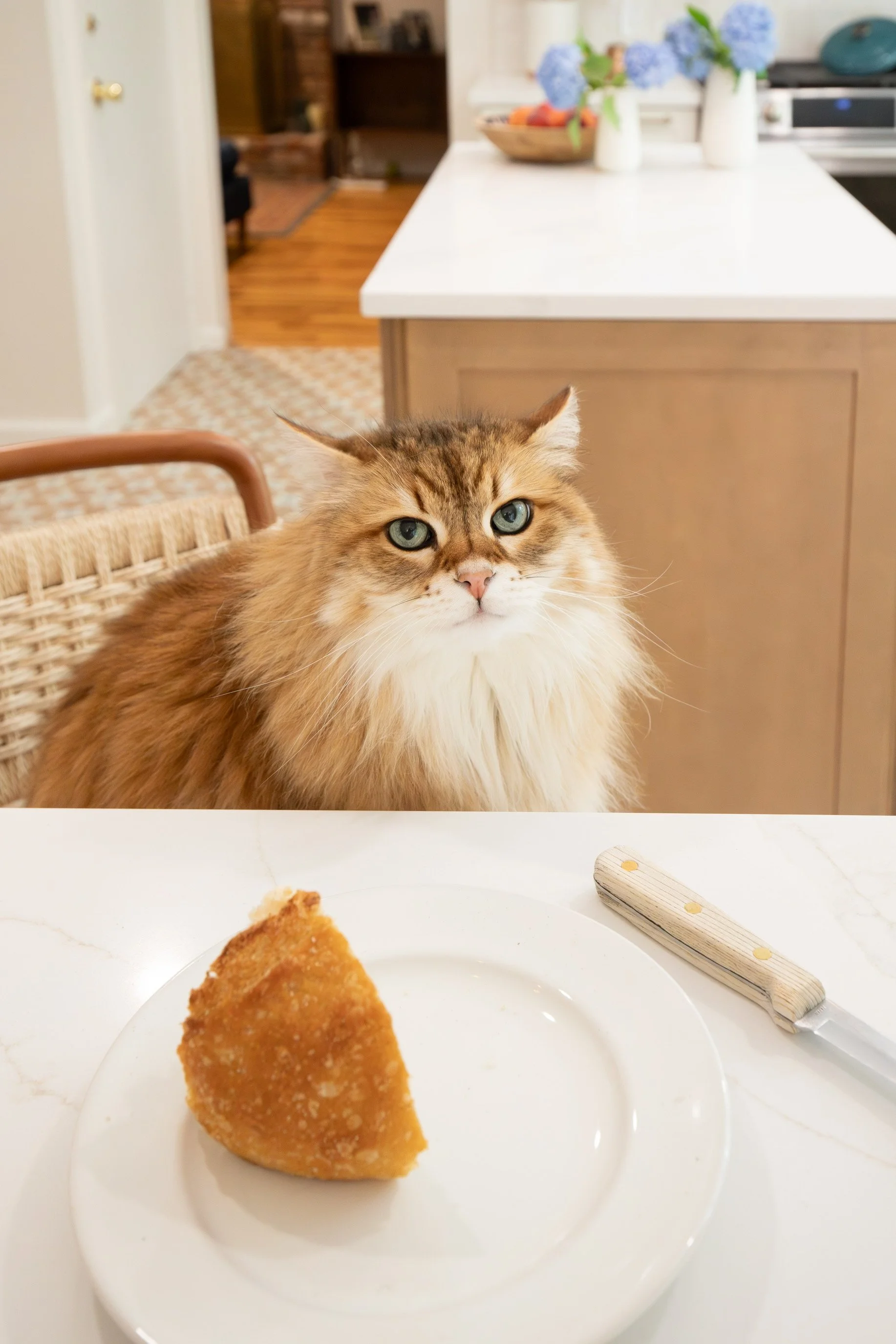 Longhaired cat sitting at table behind plate with bread.