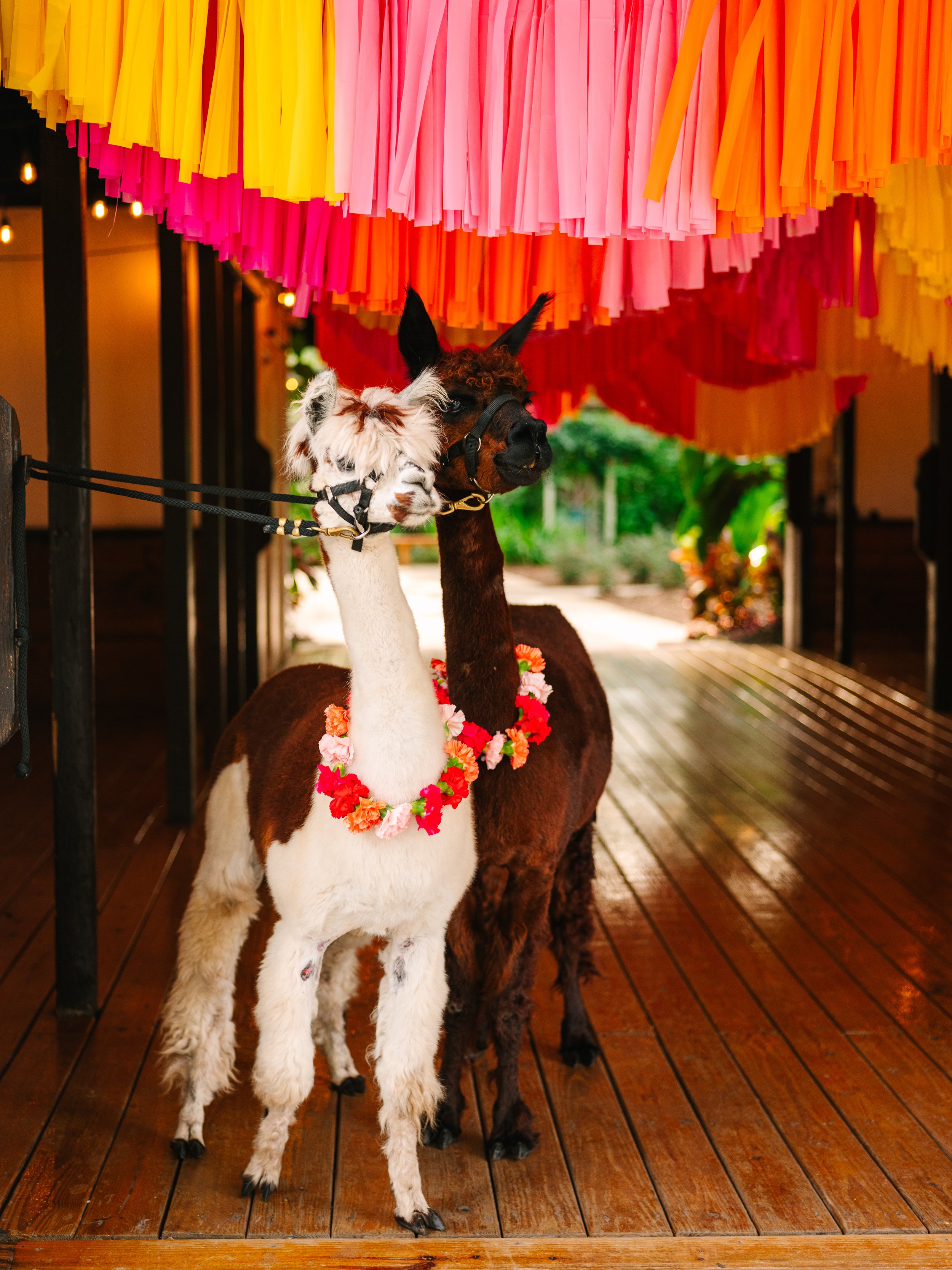 2022 South American Soiree-235.jpg