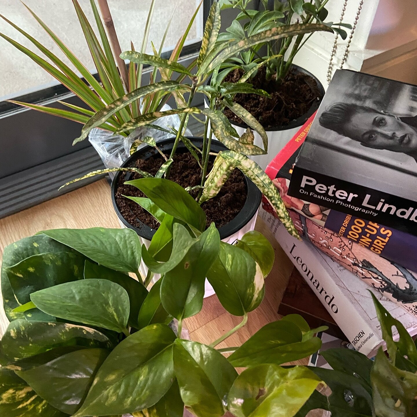Proud plant mom 🌱🥹🐞🌷