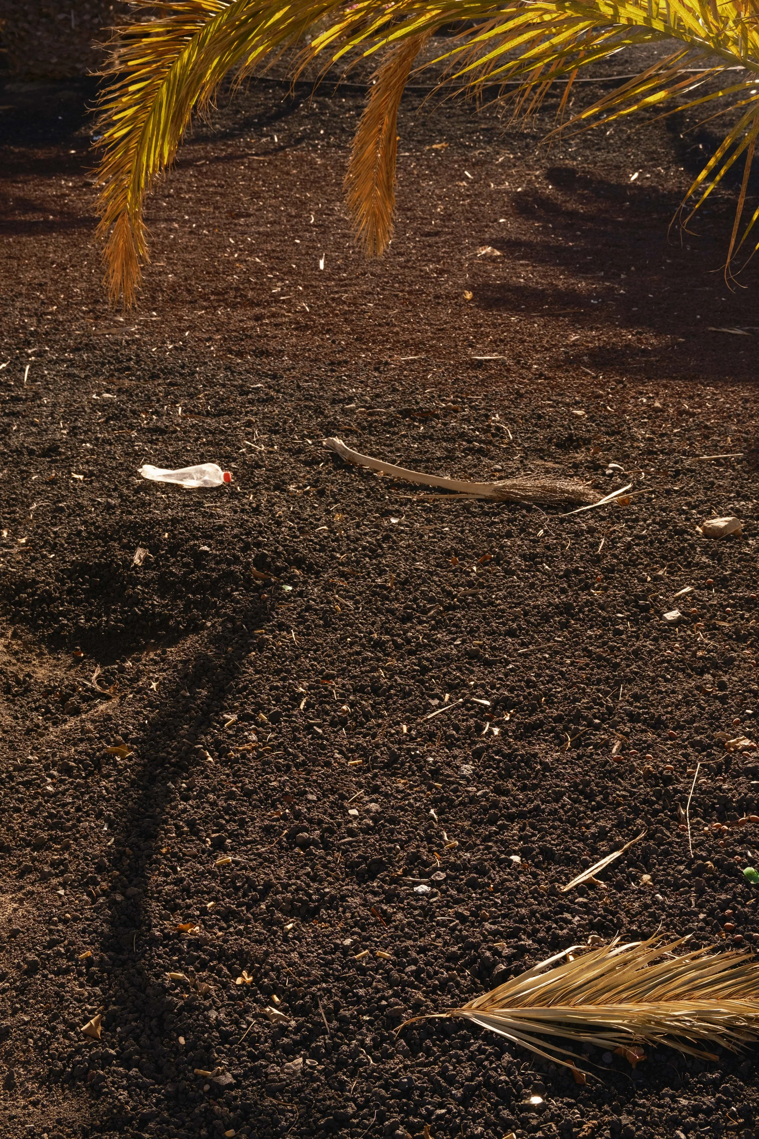 DSCF4875.jpg
