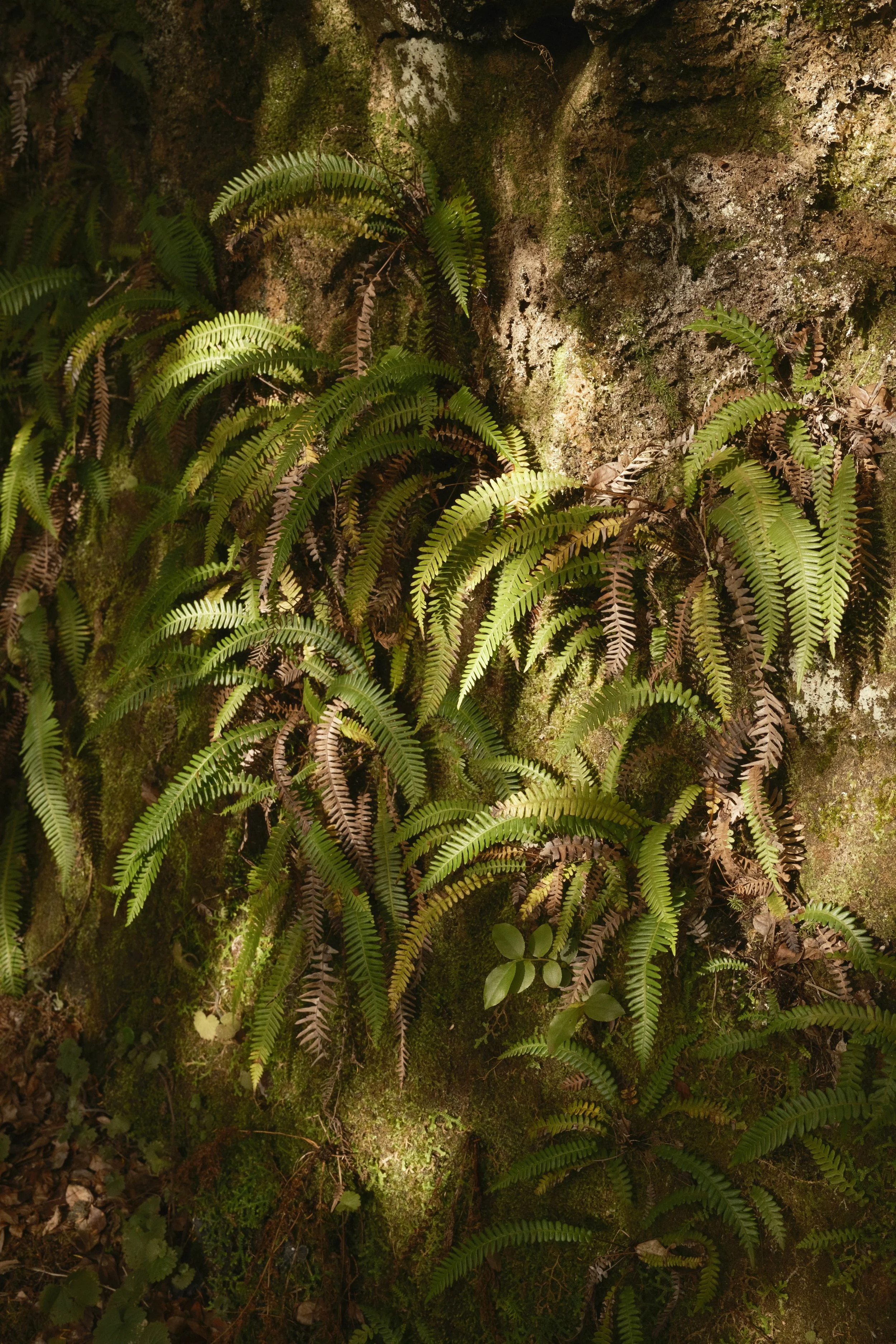 DSCF4280.jpg