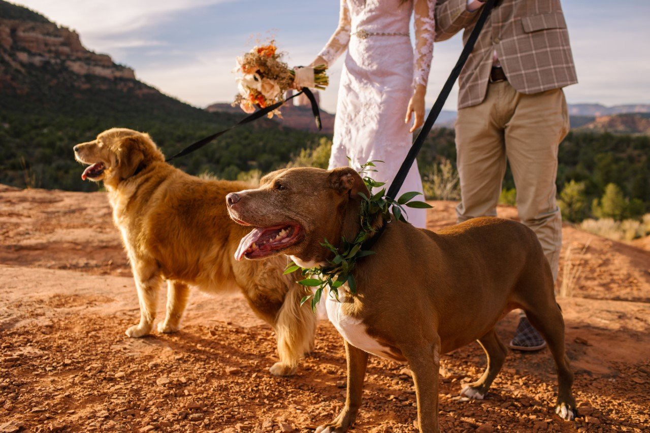 Sedona wedding couple with their two dogs. Outdoors in nature. Dogs on leashes. Bride also holding wedding bouquet. Sedona landscape.