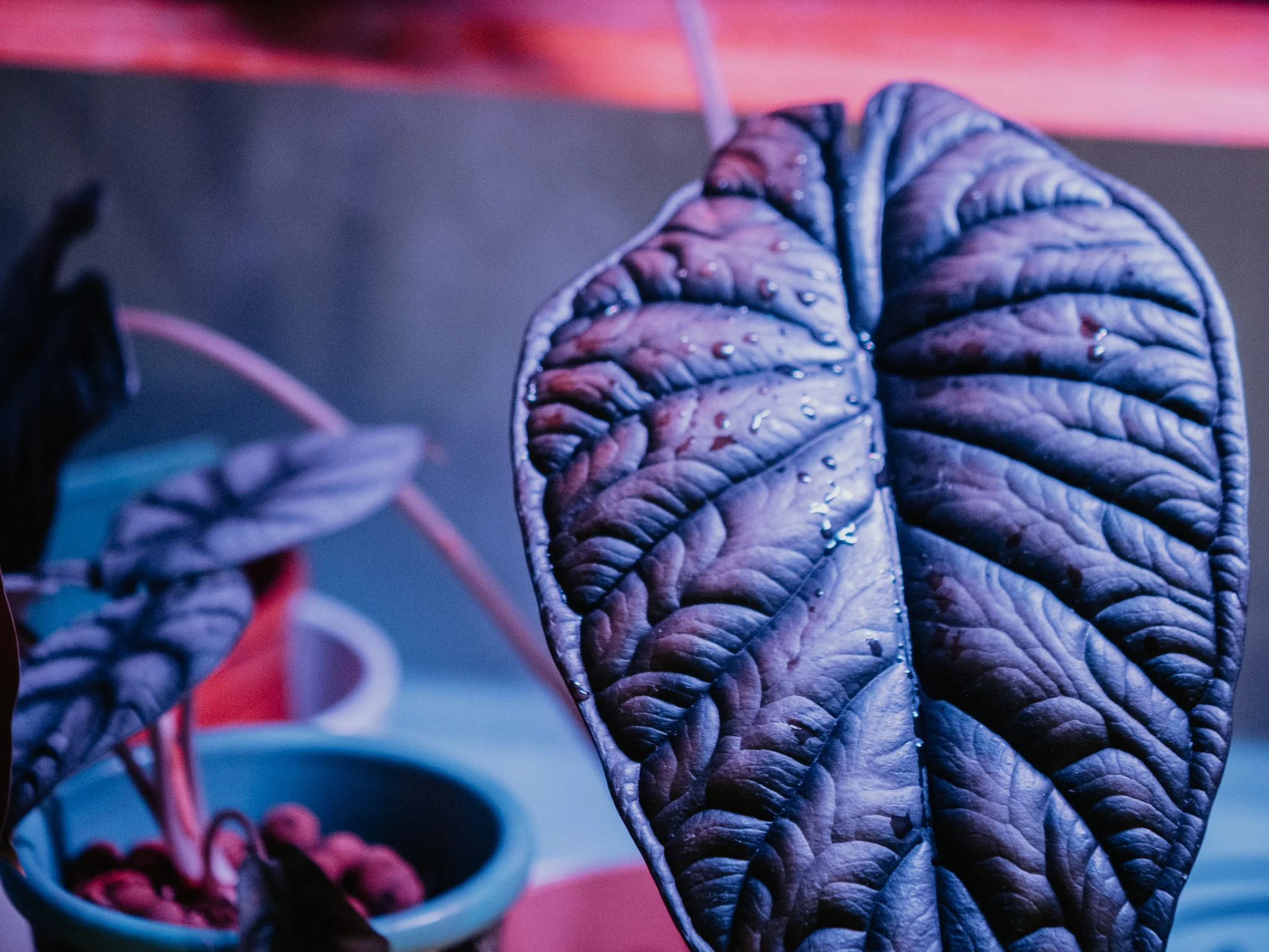 My Plant Recommendation