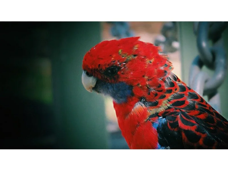 Crimson Roselle