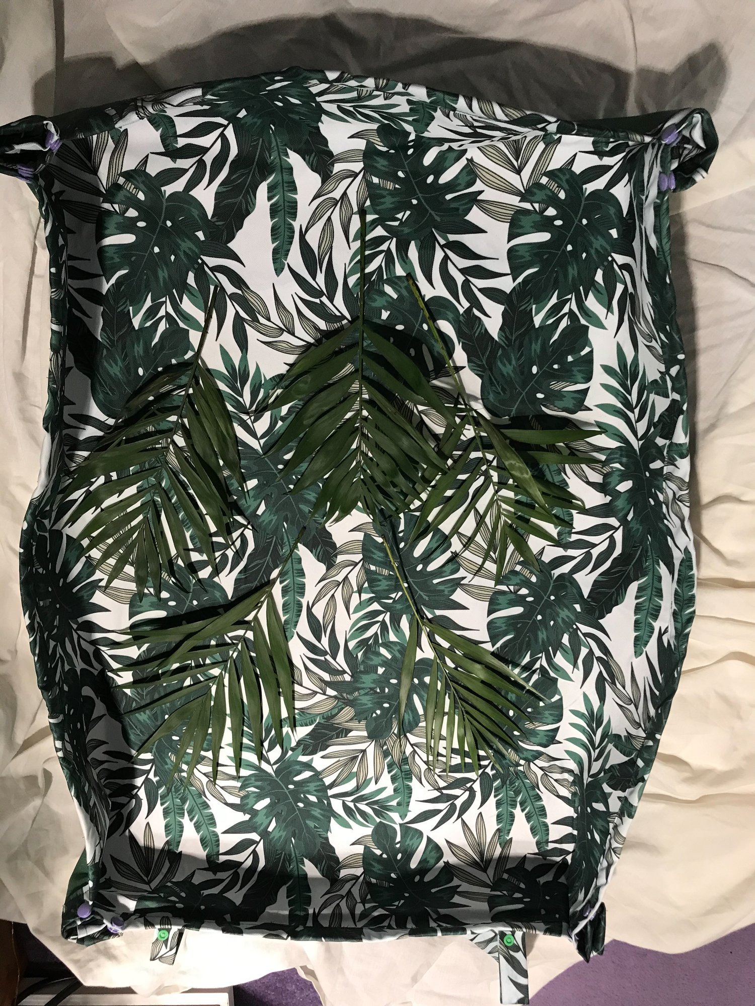 monstera.jpeg