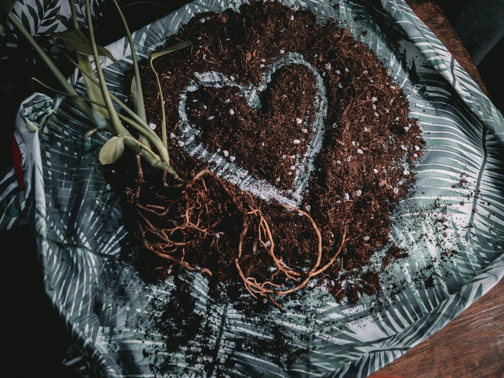 Houseplant roots resting on loose potting soil shaped into a heart on a Jungle Floor Creative tropical leaf print potting mat during a repotting session.