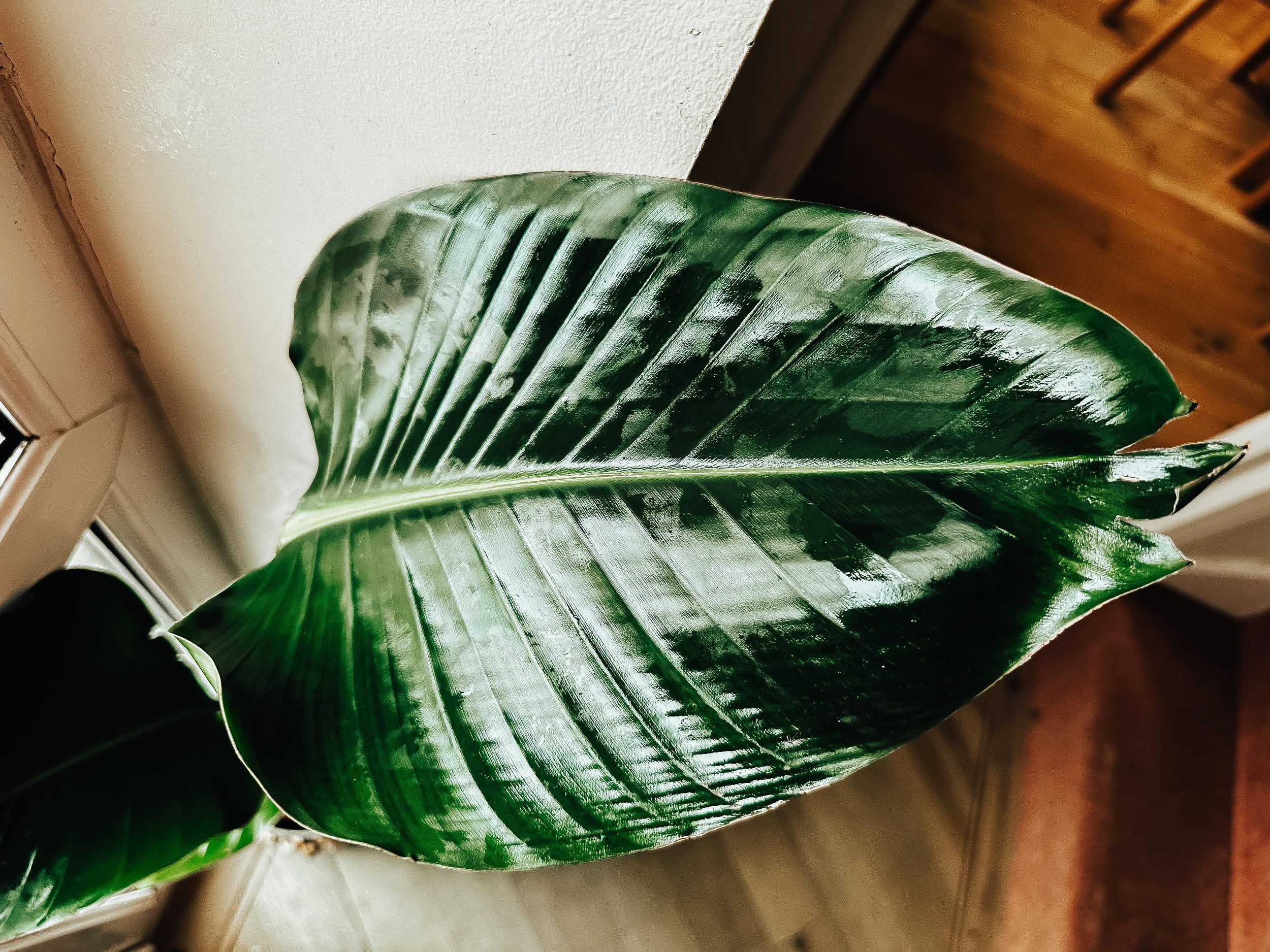 Plant cloth for my plants. 