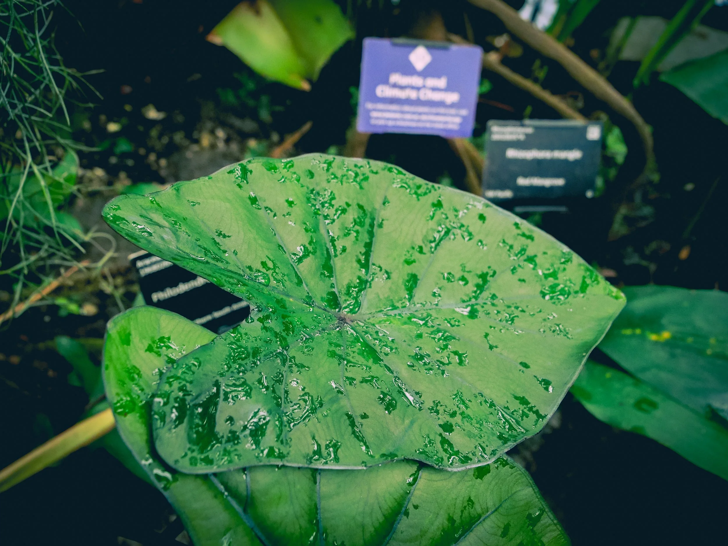 Close-up of a Colocasia house plant leaf with a smooth green surface covered in water droplets, photographed inside a botanical garden glasshouse with plant labels in the background.