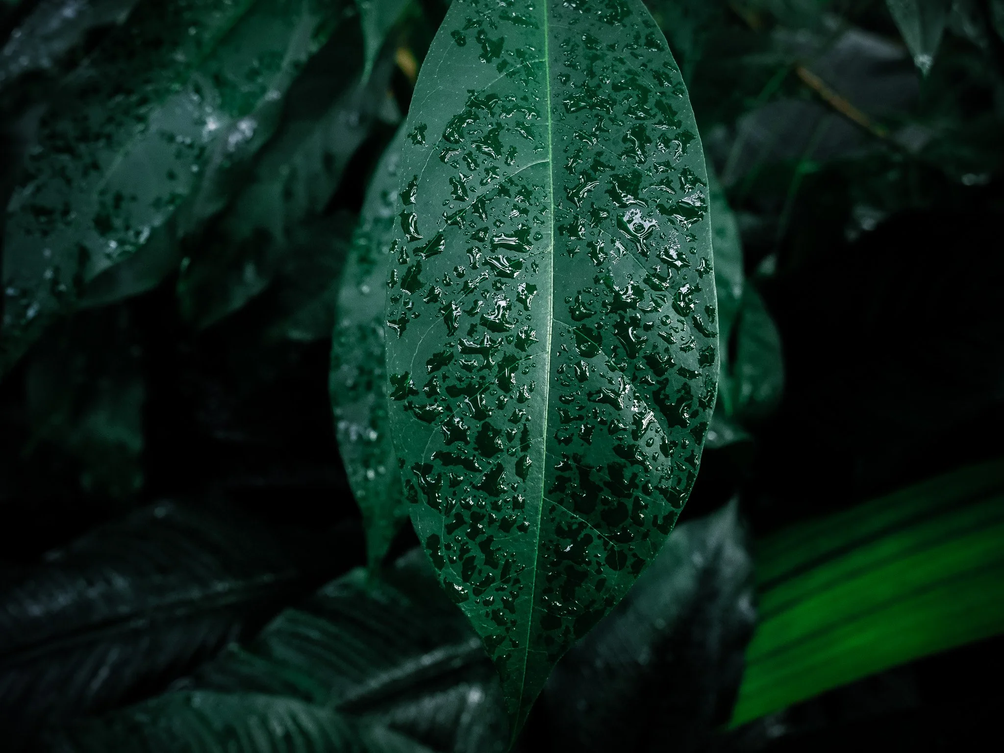 When the world turns green again! 