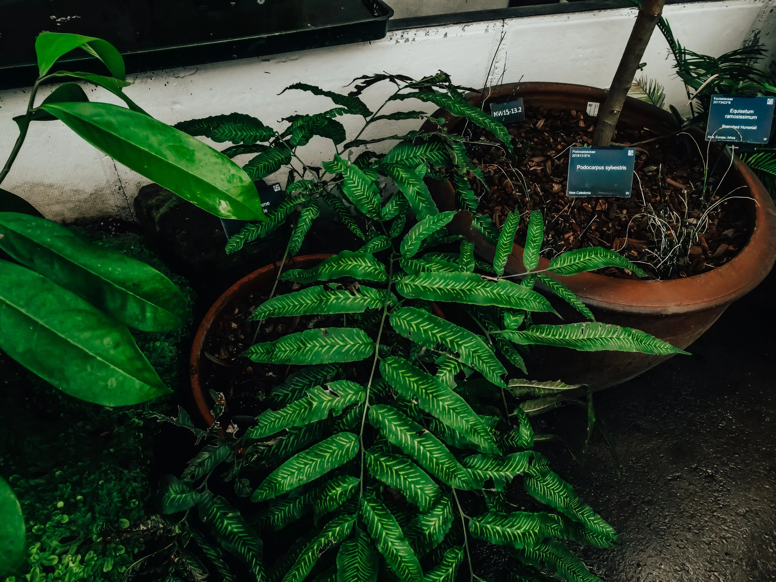  Potted tropical plants with elongated, patterned green leaves arranged on a greenhouse floor, with plant labels visible in the soil and terracotta pots in the background. 