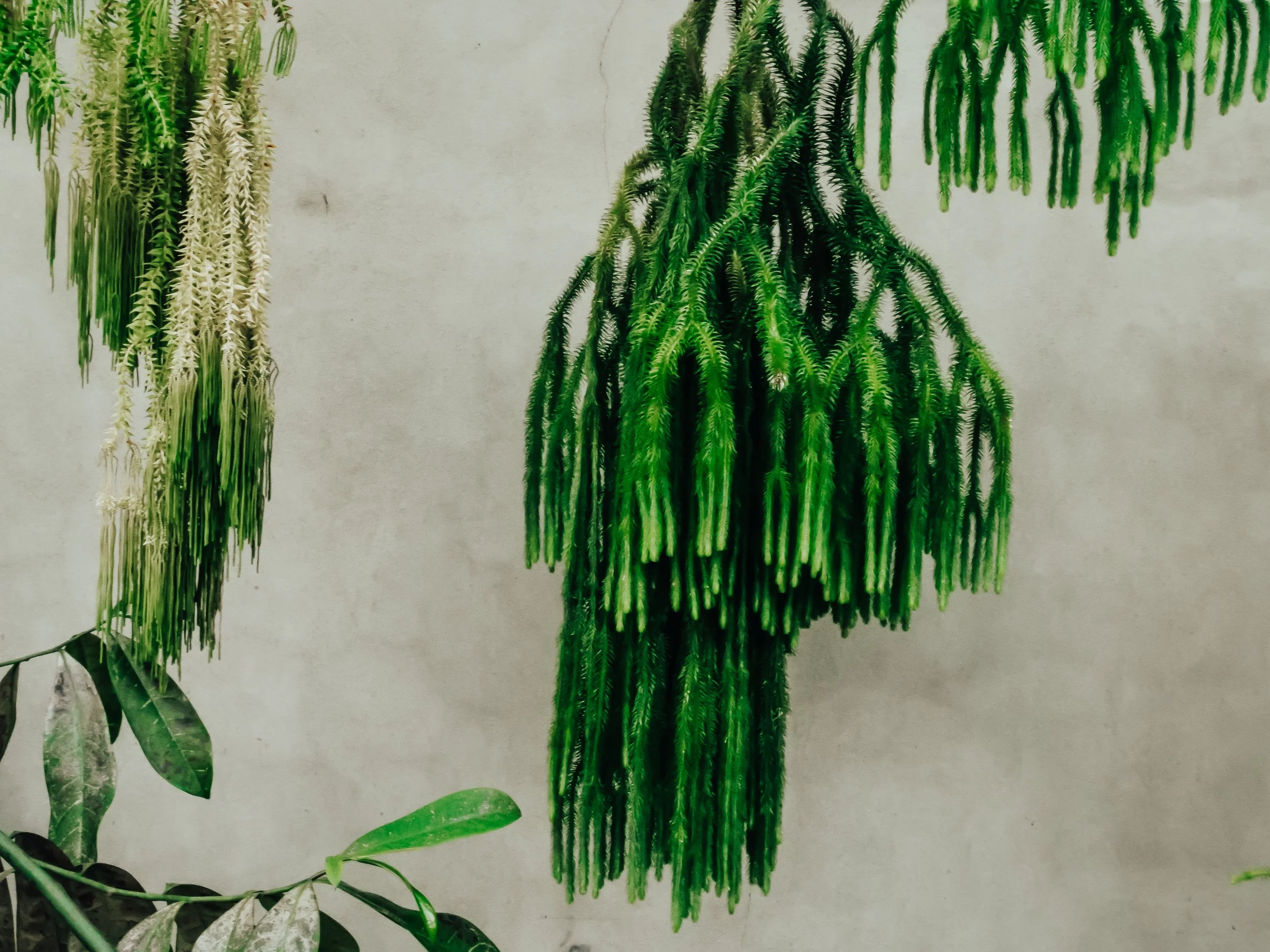  Hanging  Huperzia squarrosa , commonly known as the rock tassel fern or club moss. With vibrant green colours, hanging in front of a pale white background.  