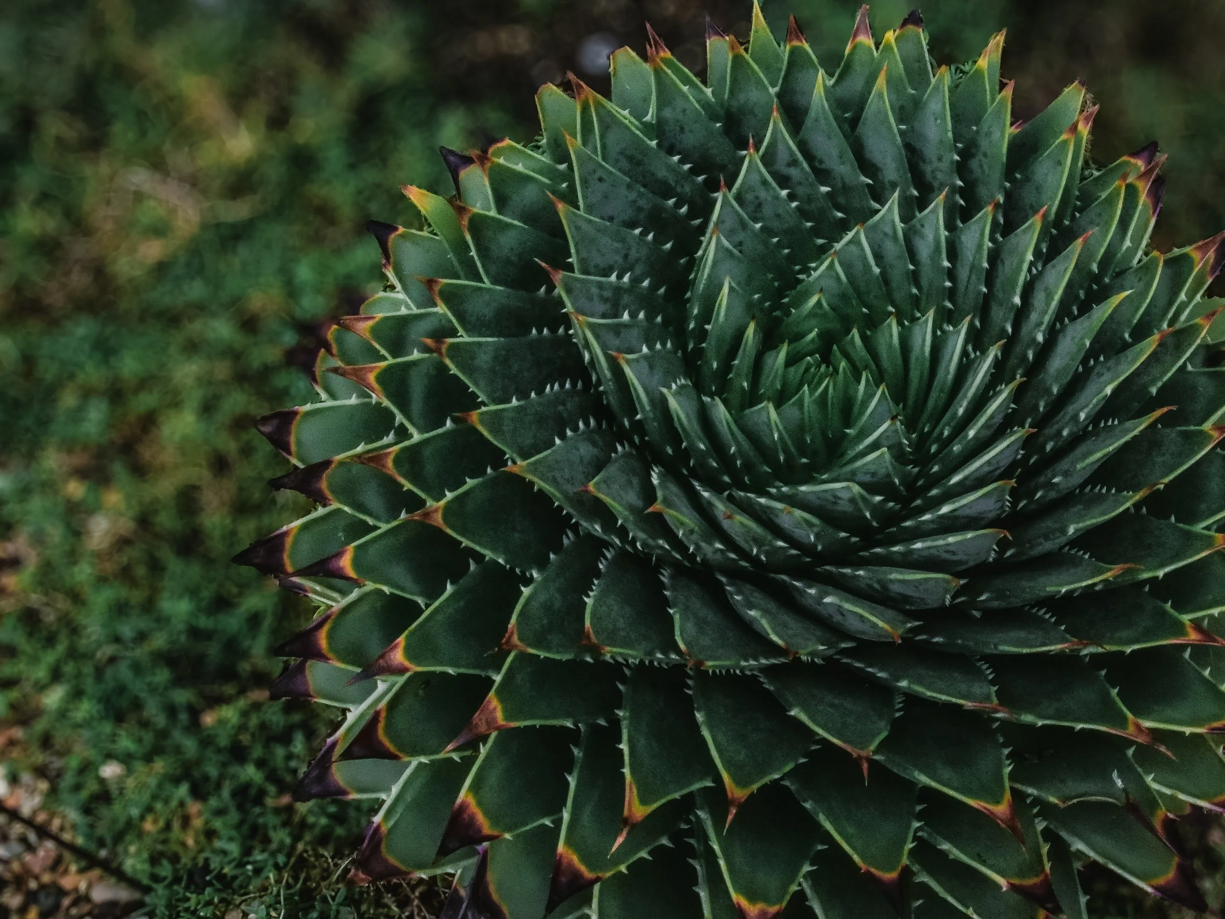 Close-up of a geometric succulent rosette with dark green spiked leaves and reddish tips, photographed outdoors with a soft natural background.”