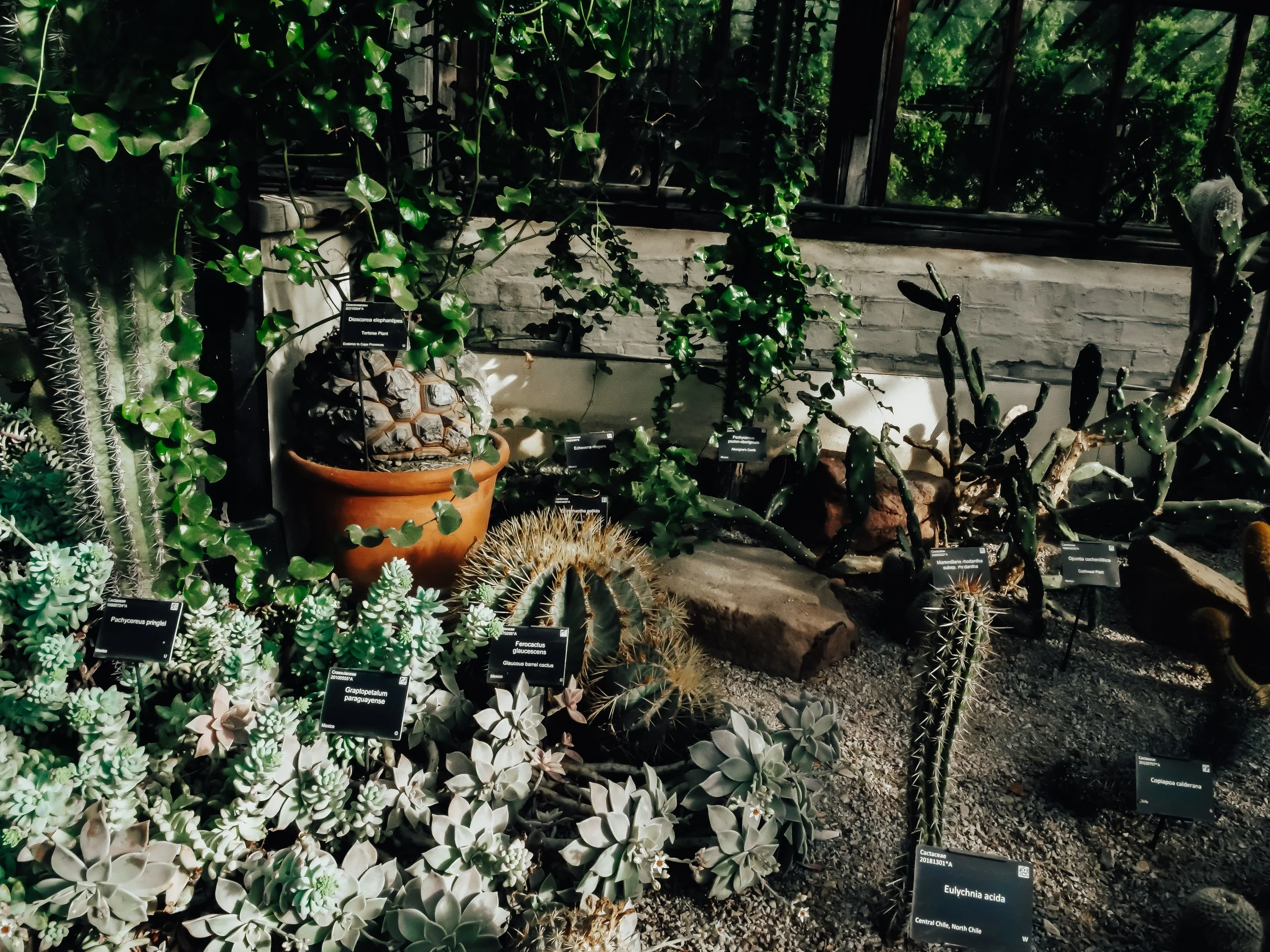  Mixed display of cacti, succulents, and trailing plants growing together in a desert glasshouse at a botanic garden. 
