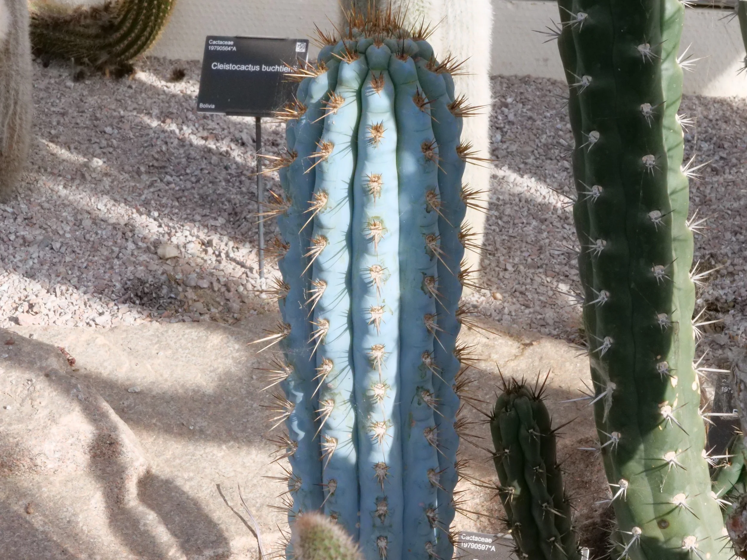  Blue columnar cactus (Cleistocactus buchtienii) growing in a desert glasshouse display, showing ribbed blue-green stems with sharp spines. 