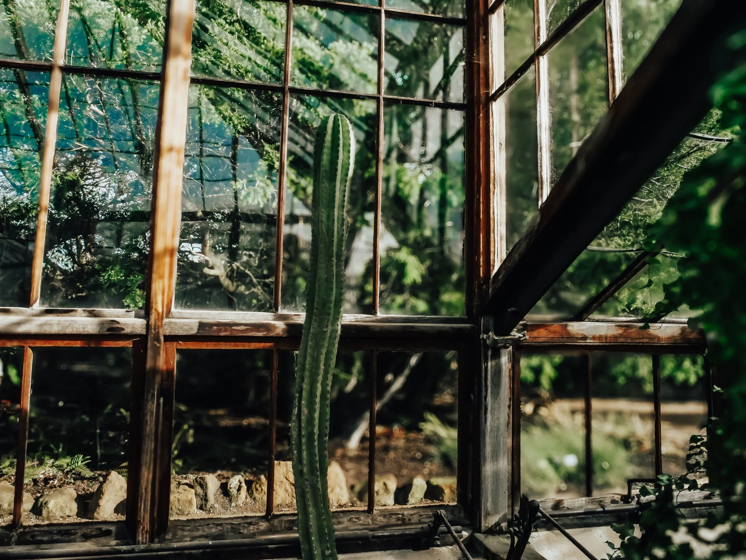  Tall columnar cactus growing inside a historic botanic garden glasshouse, framed by weathered window panes and natural light. 