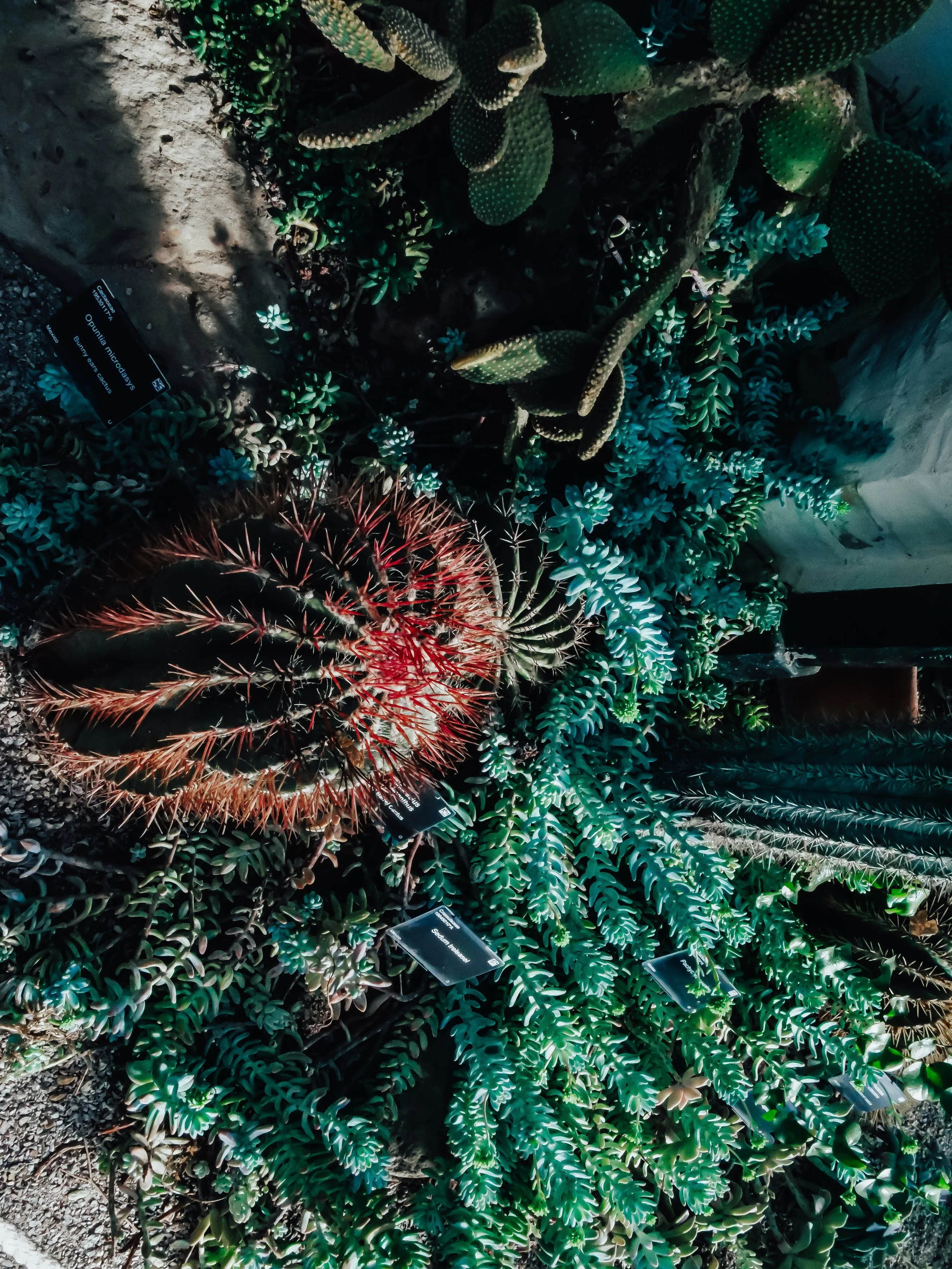  Collection of cacti and succulents growing together in a desert plant display inside a botanic garden glasshouse. 