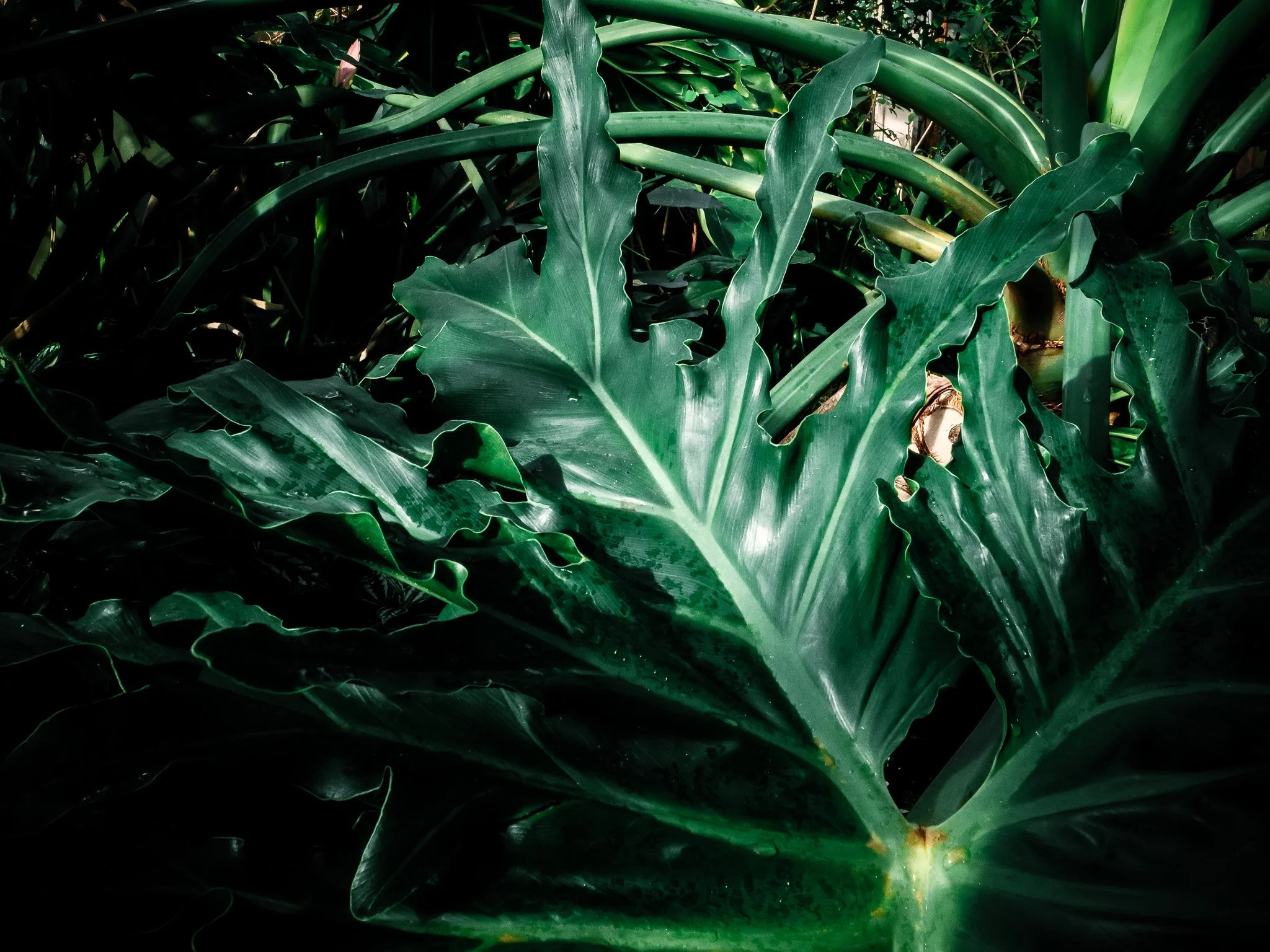  Large tropical foliage plant with deeply lobed green leaves inside a botanic garden glasshouse, captured in dramatic light. 