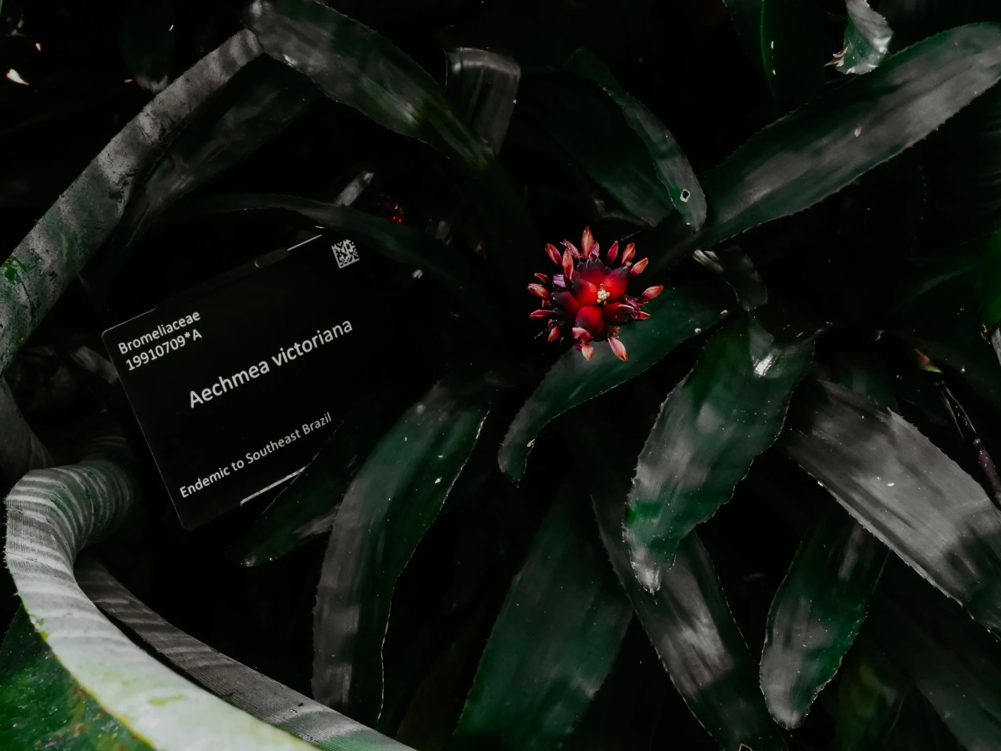  Aechmea victoriana bromeliad in flower, showing a deep red inflorescence surrounded by dark green foliage inside a botanic garden glasshouse. 