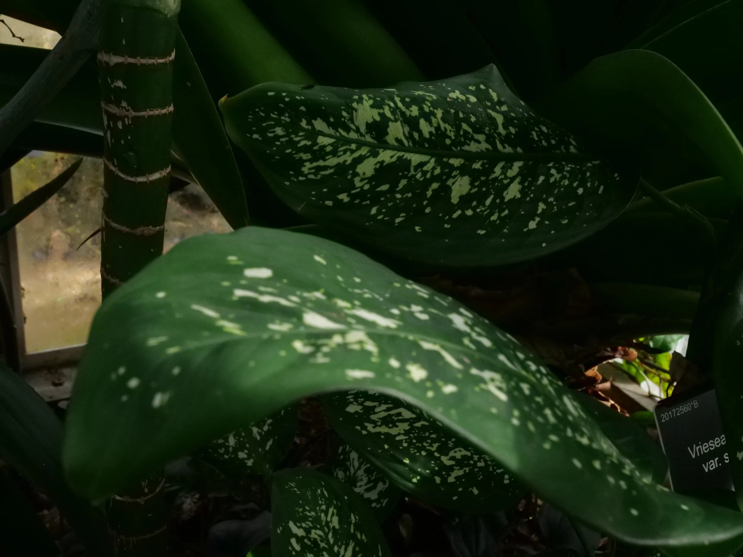   Dieffenbachia (Dumb Cane) with speckled variegated green leaves growing in a tropical botanic garden glasshouse.    