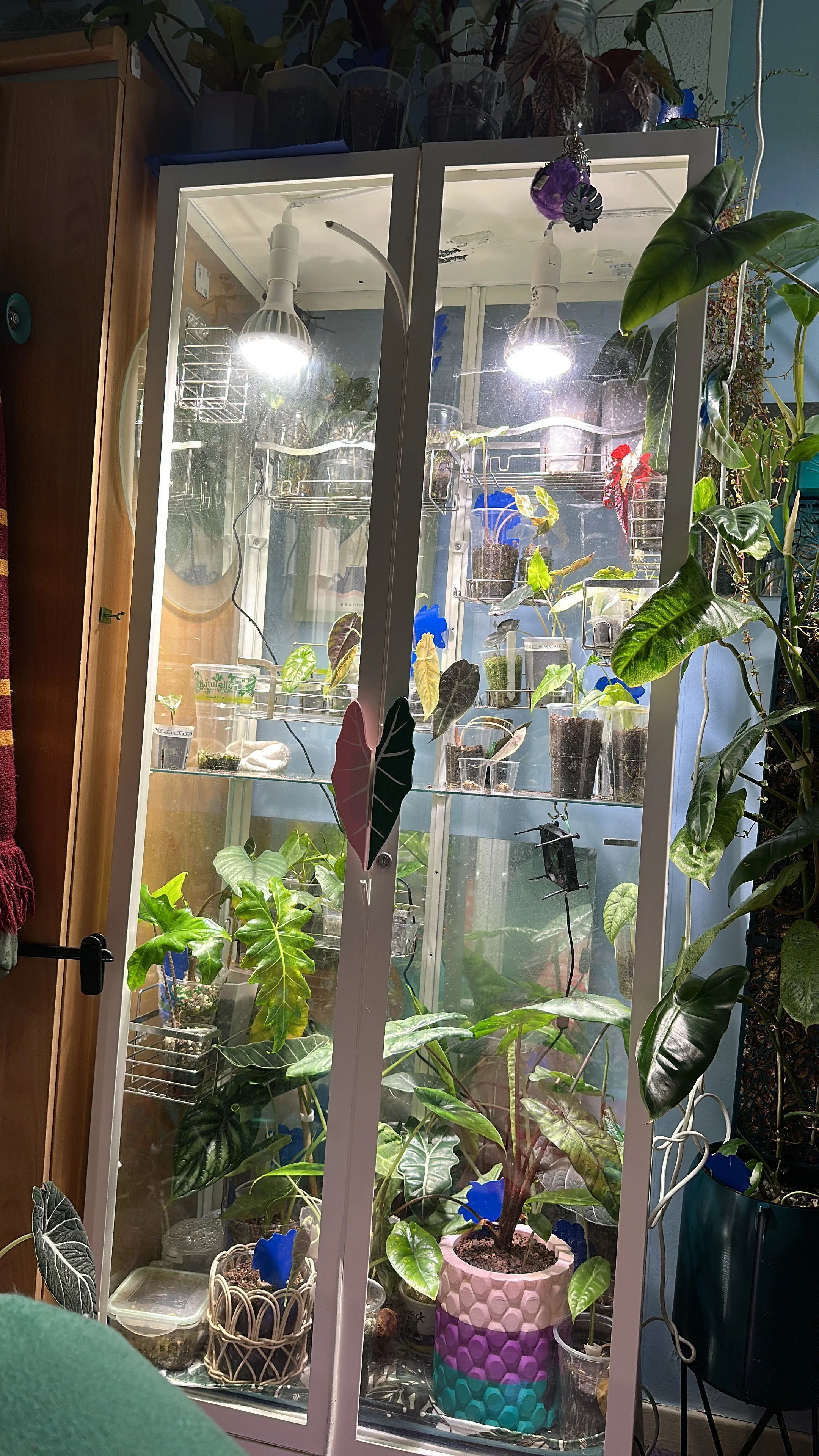 House plant Trends 2025, Seen Through a Plant Lover’s Lens