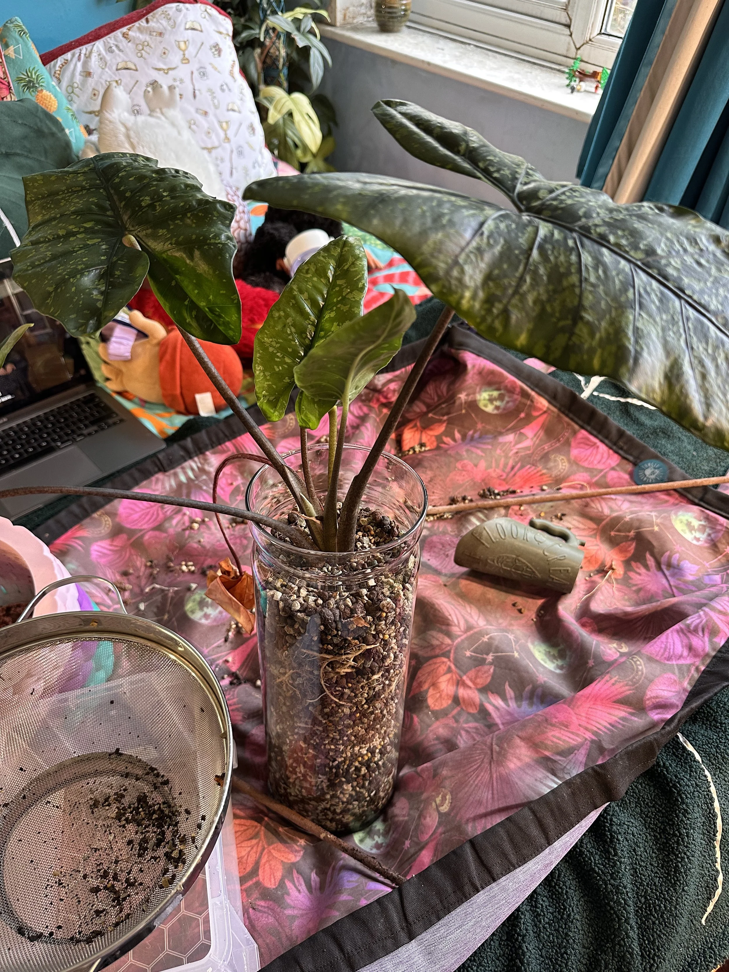 7 Houseplant Myths Taken Out of Context: Part 2