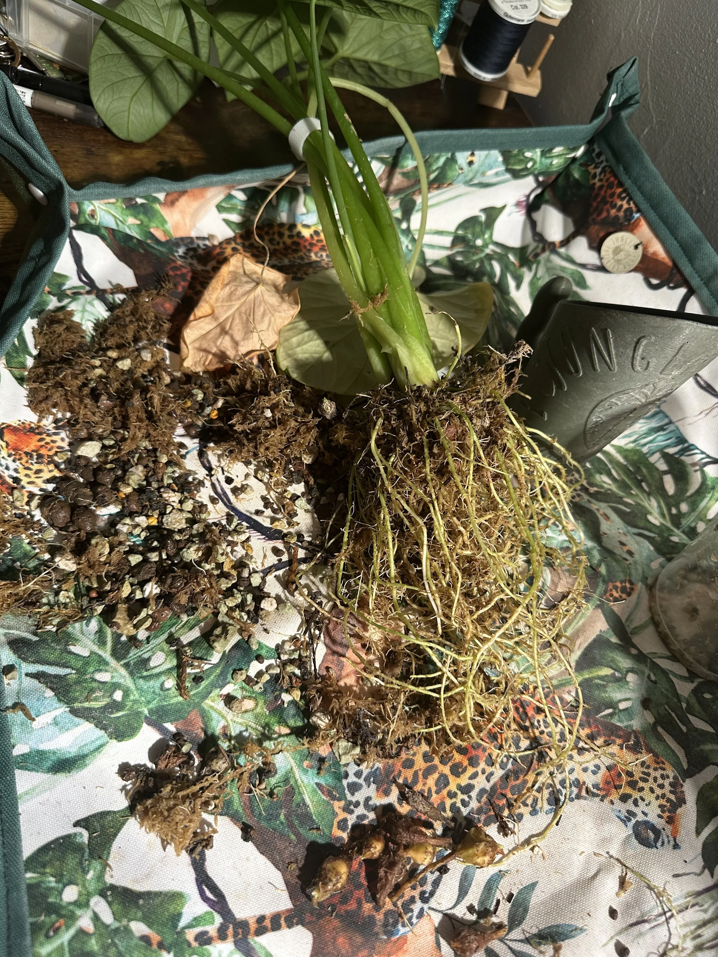 Alocasia houseplant with exposed roots and corms during repotting on a Jungle Floor Creative plant mat.
