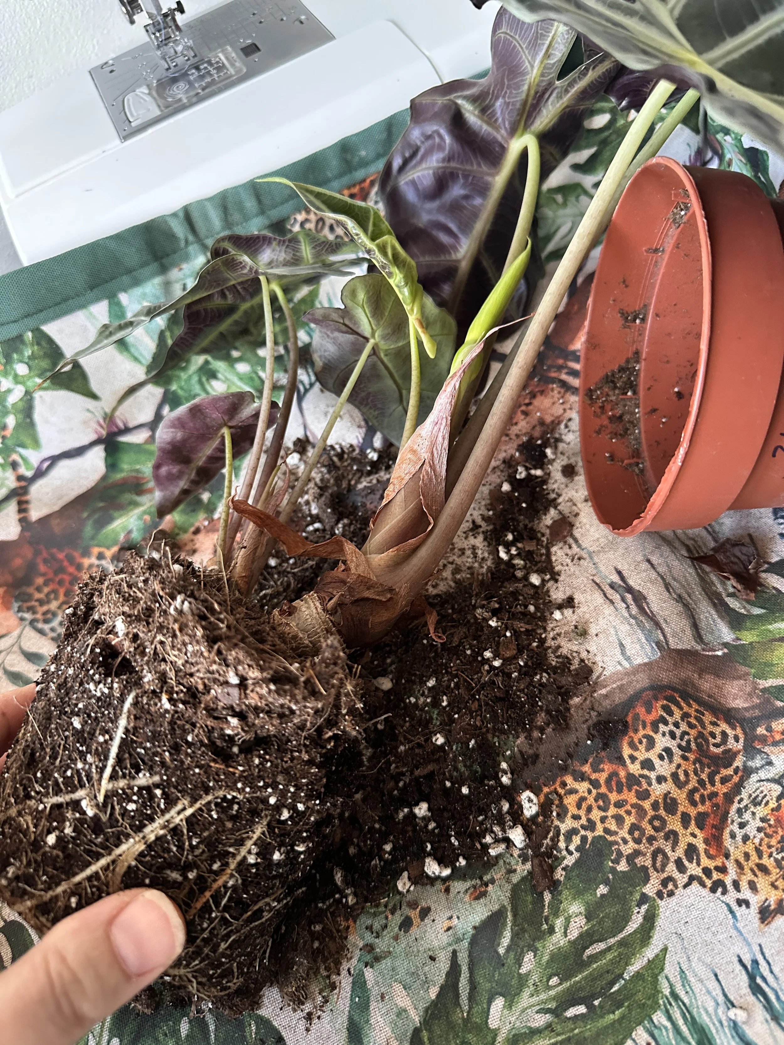 Alocasia houseplant being repotted with exposed roots and fresh potting mix on a Jungle Floor Creative repotting mat.