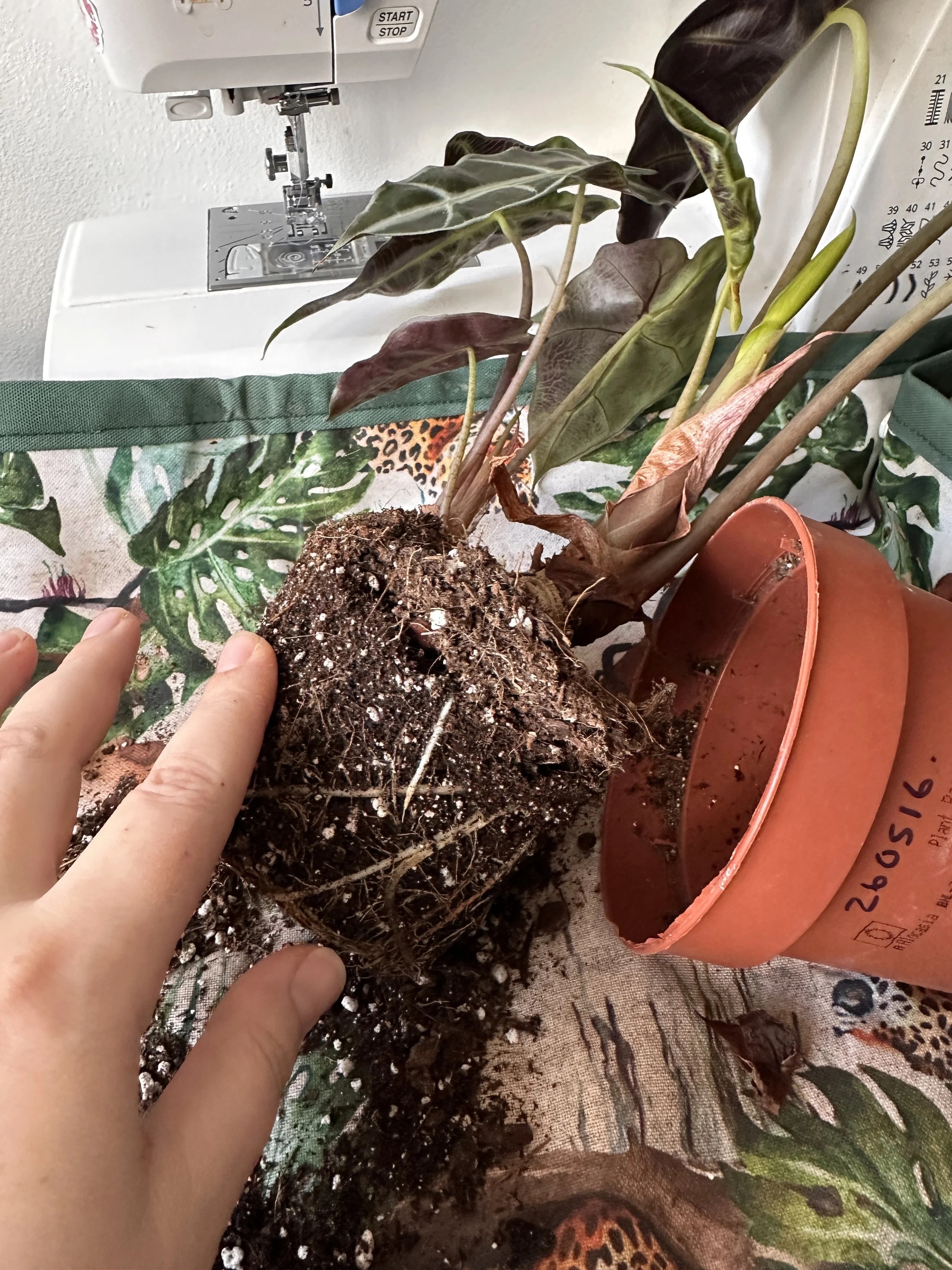 Hand resting on an Alocasia root ball with visible roots during houseplant repotting on a Jungle Floor Creative mat.
