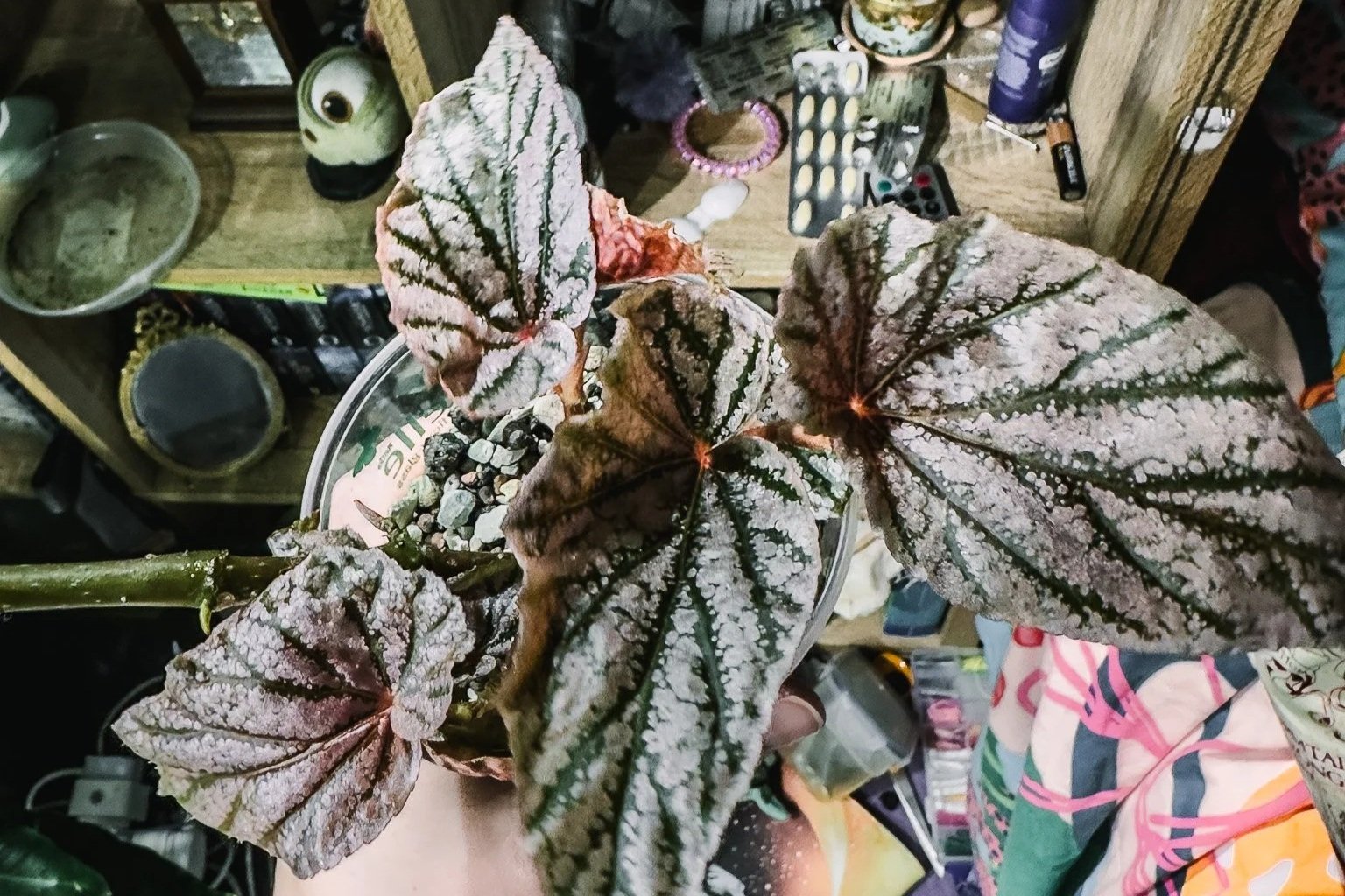 Understanding Begonias: From Forest Floor to Stone (And How to Care for Them Indoors)