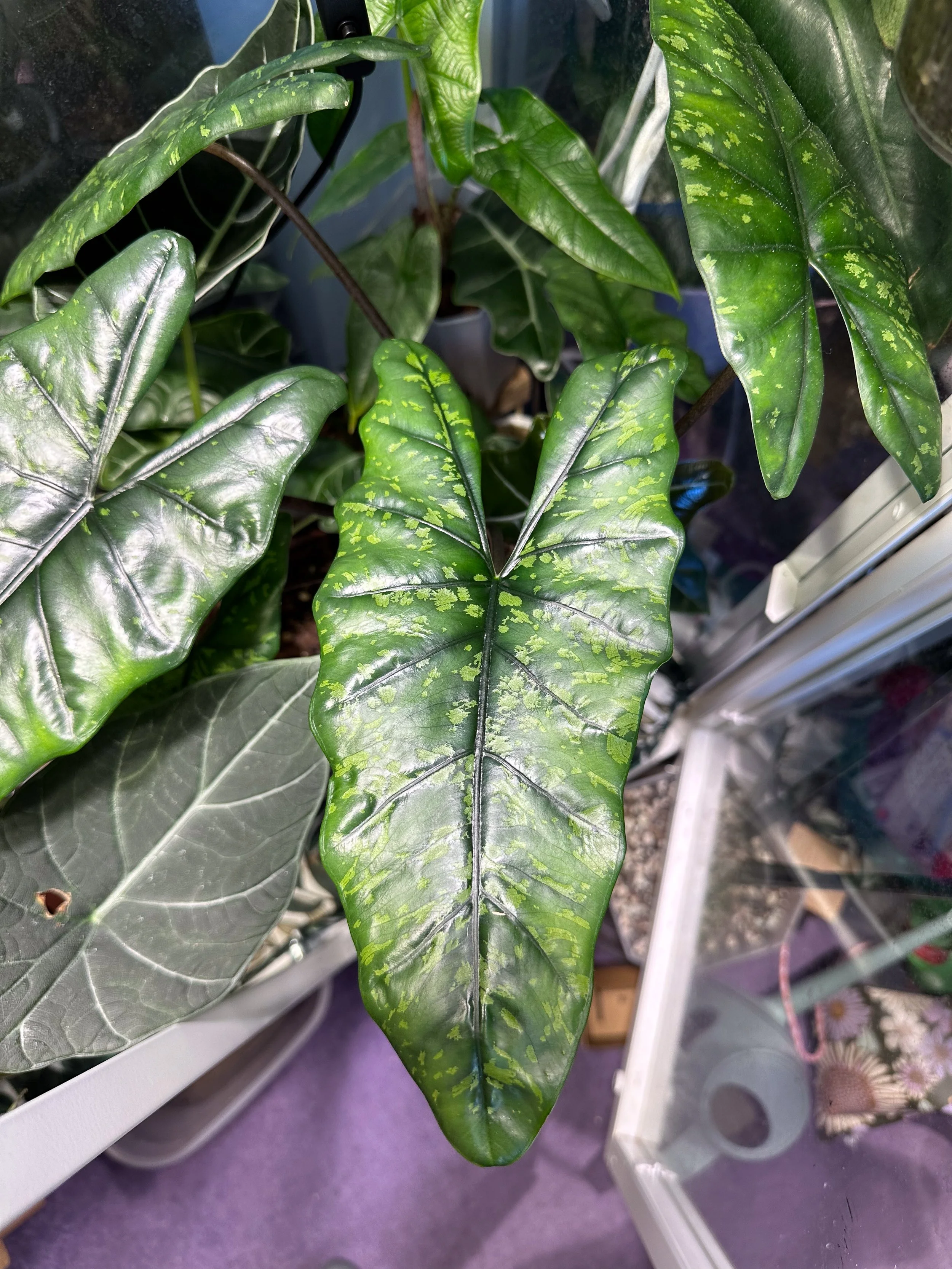 Alocasia boyceana ‘Shattered Glass’ leaf showing mottled green variegation and textured foliage growing indoors.