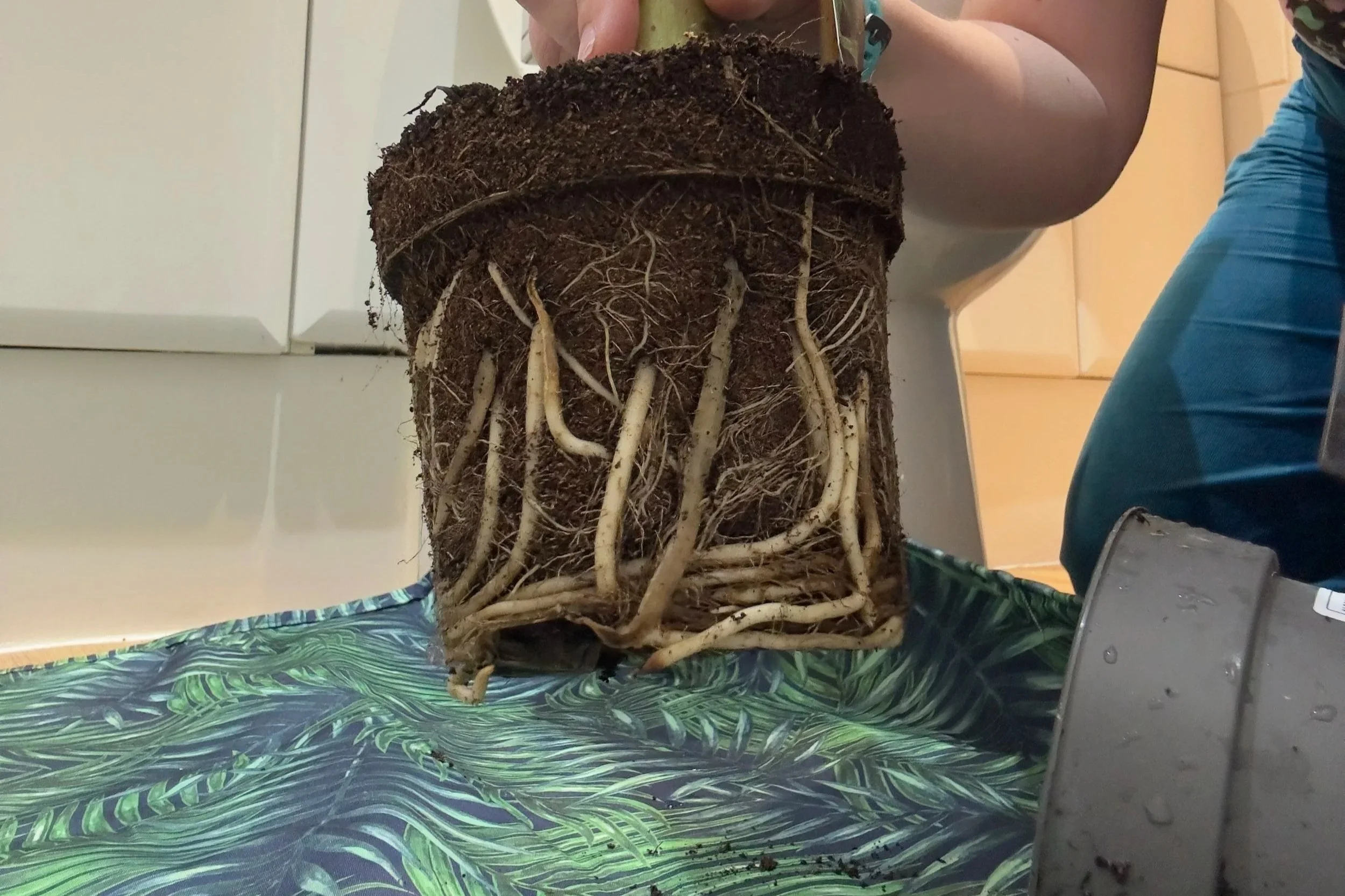 Rootbound houseplant root ball with visible roots during repotting on a Jungle Floor Creative plant mat.