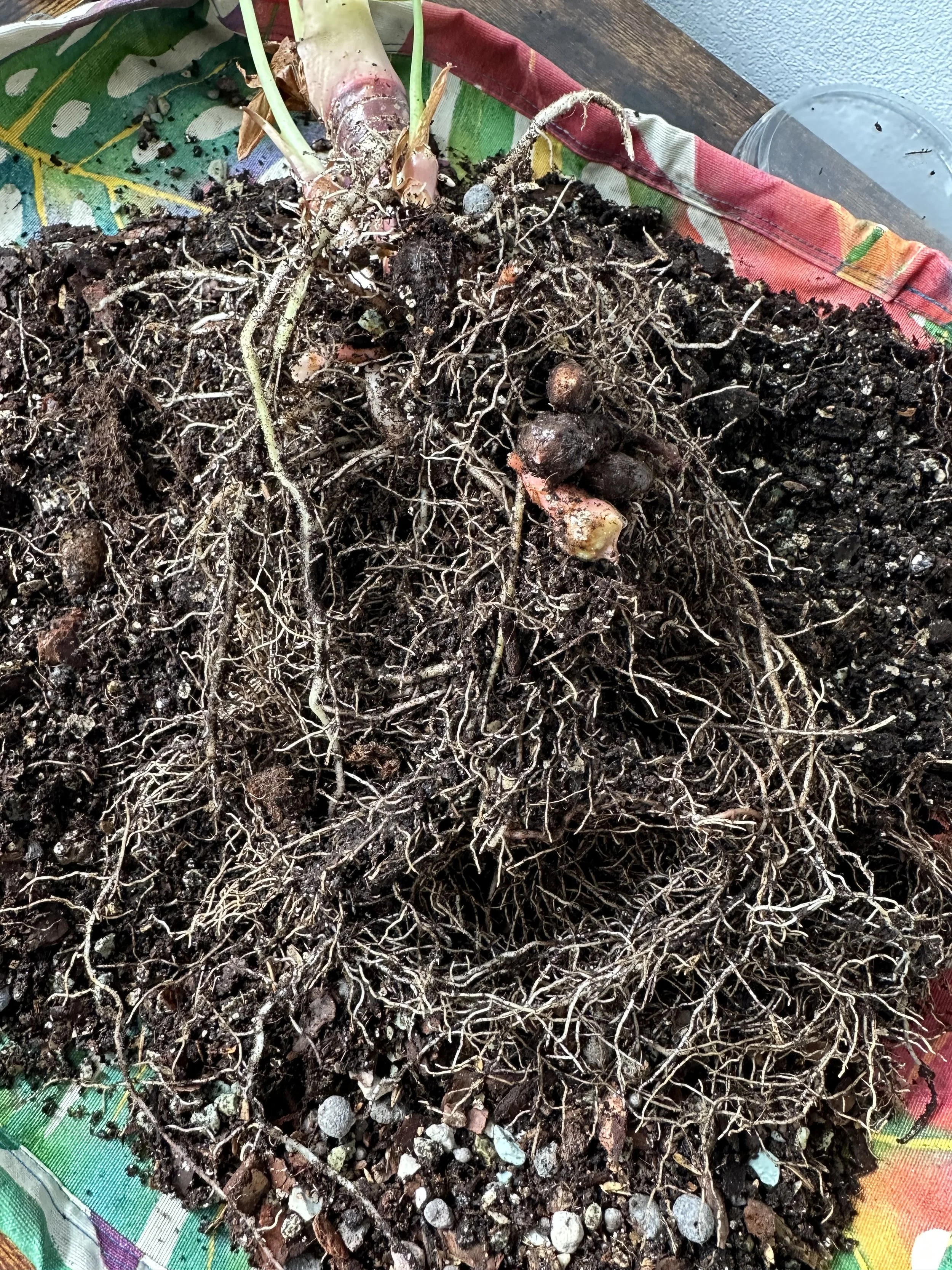 Alocasia houseplant root ball with exposed roots and corms during repotting.