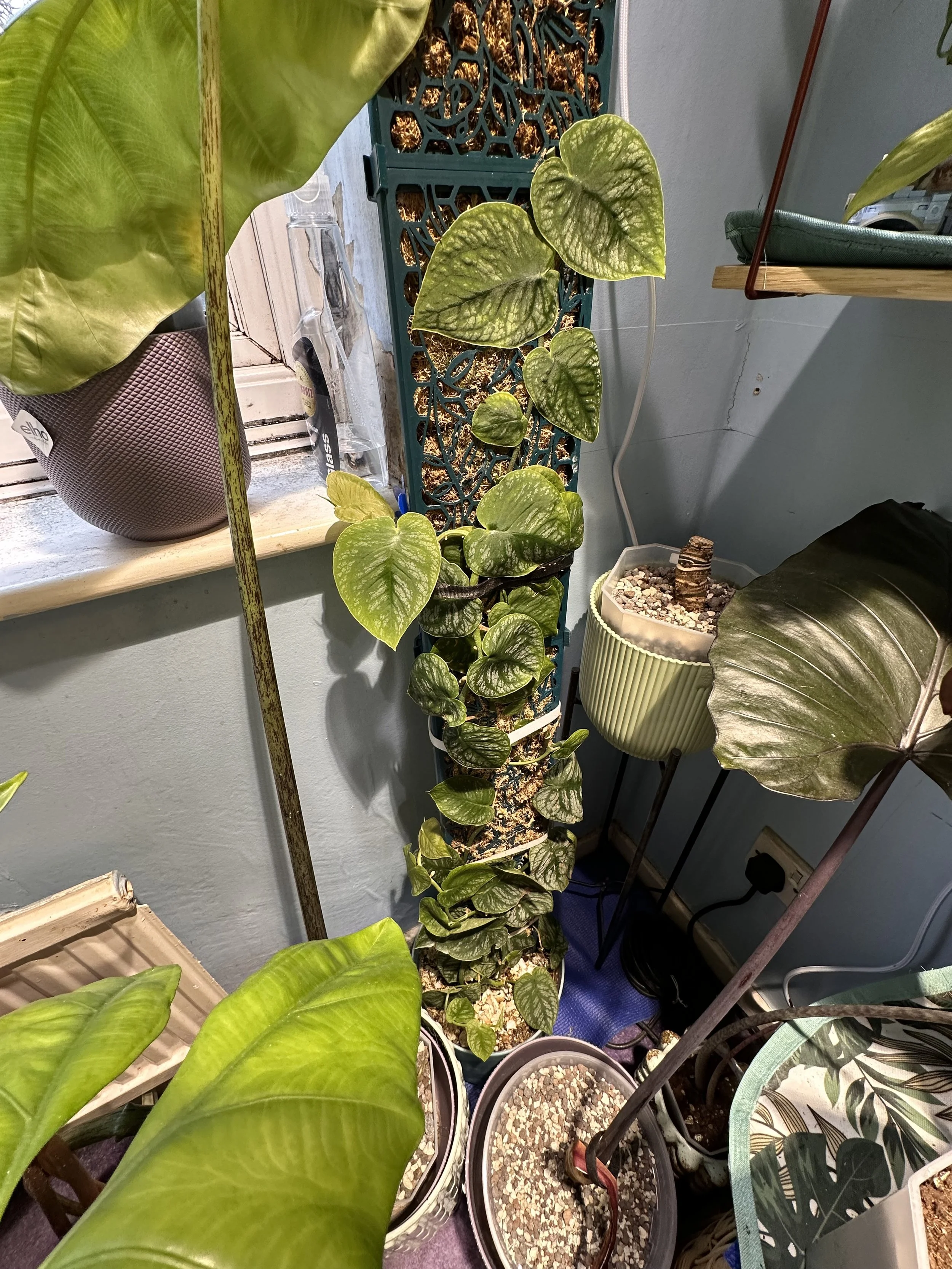 Climbing Monstera dubia houseplant with textured heart-shaped green leaves growing up a decorative moss pole on an indoor plant shelf, surrounded by other tropical houseplants in ceramic pots.