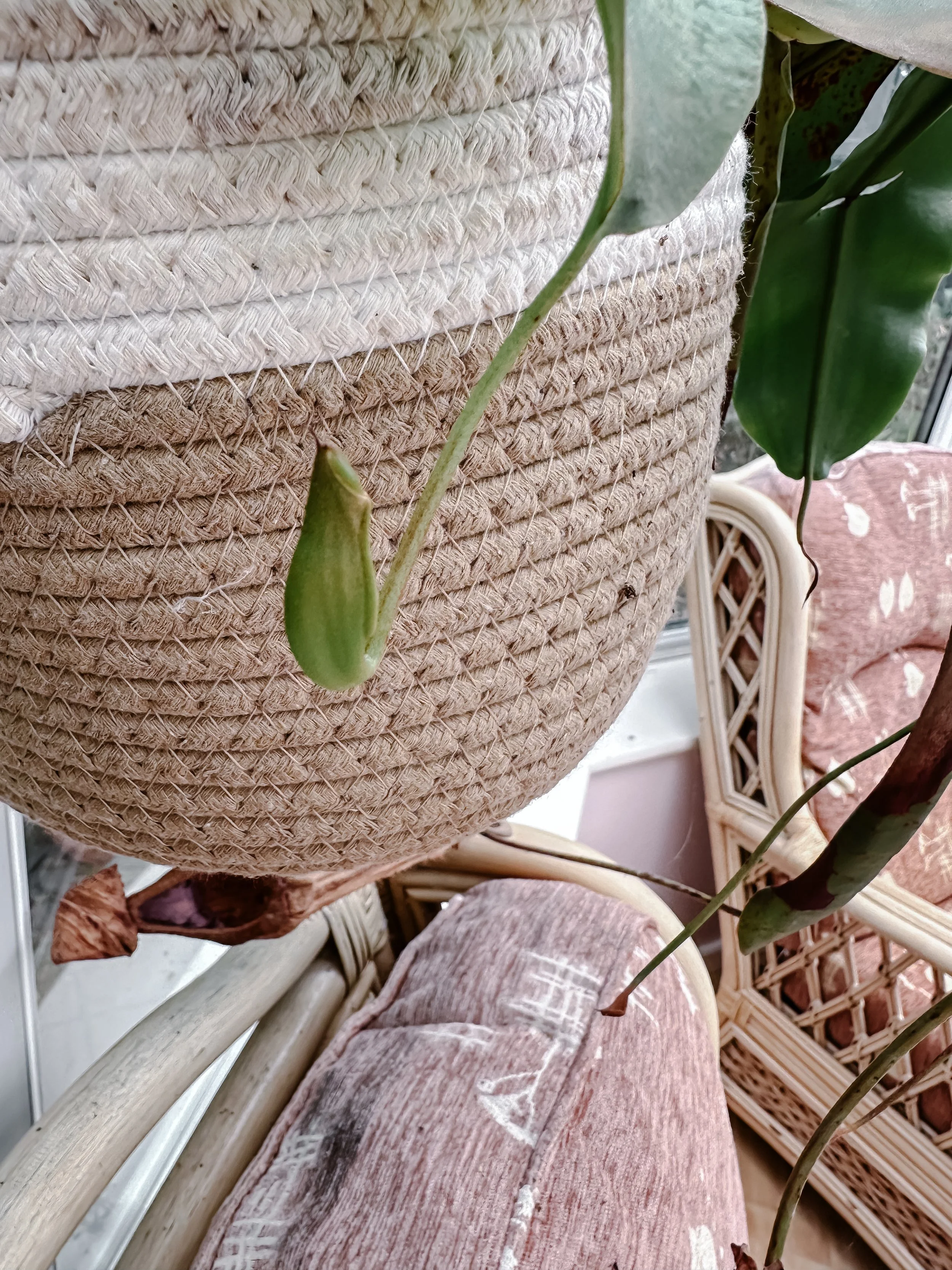 Small pitcher forming on a Monkey Jug plant (Nepenthes), showing early-stage pitcher growth after recovering from cold temperatures indoors.