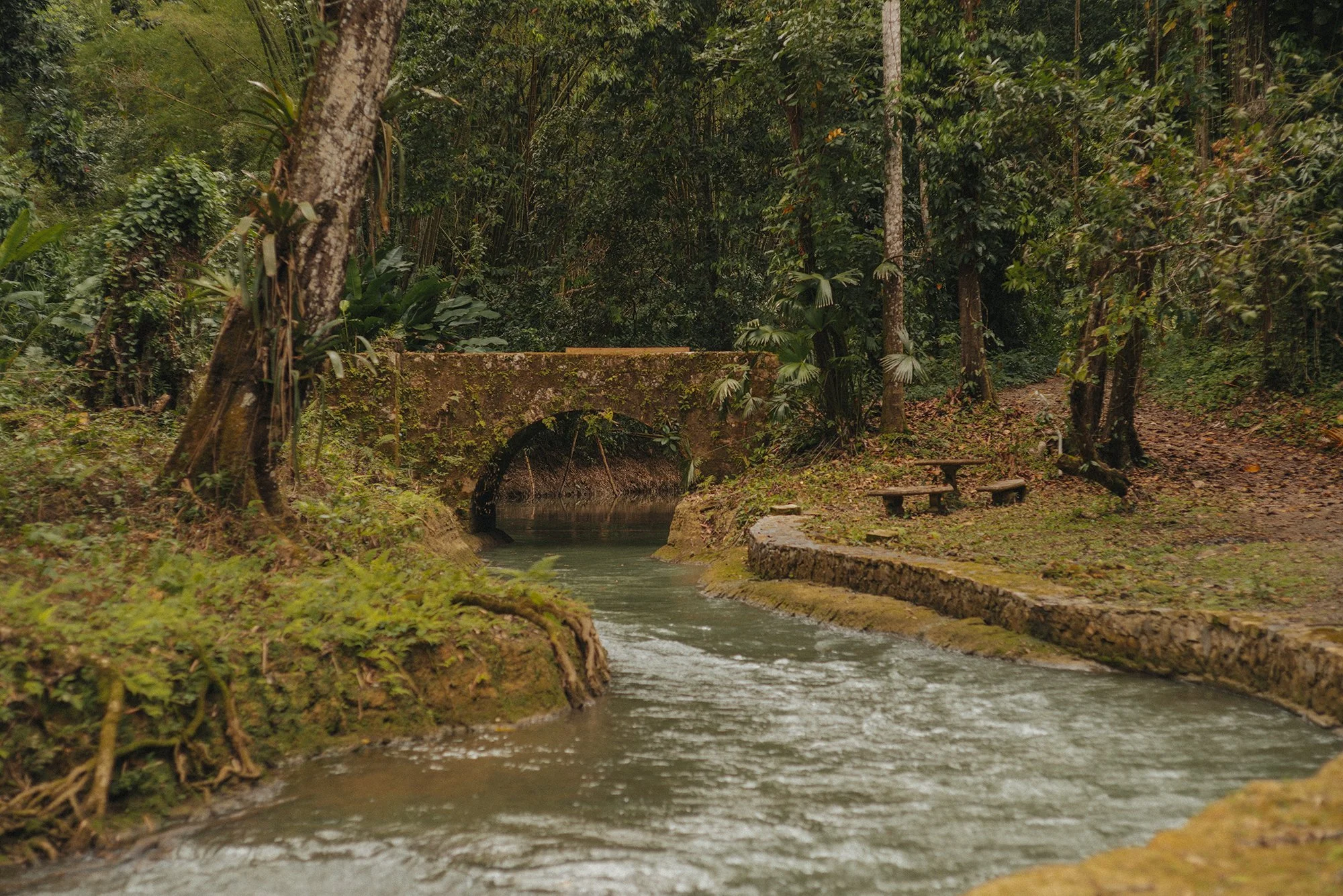 Beckley Jamaica Nature.jpg