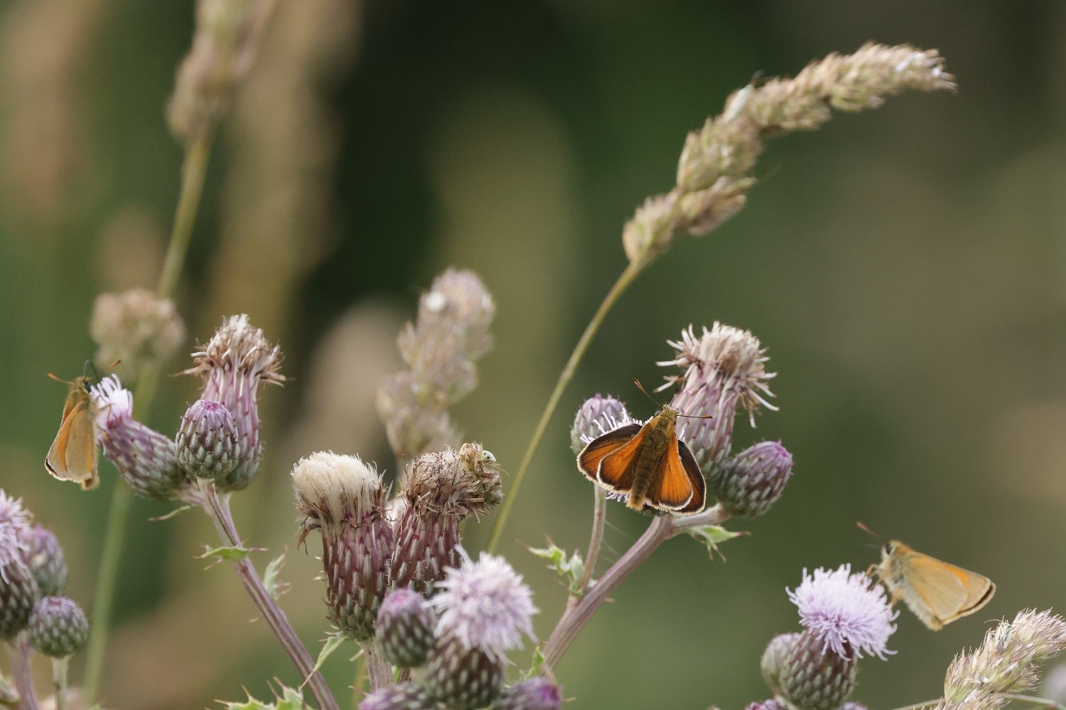 St Giles House England small skippers on thistle flowers.jpg