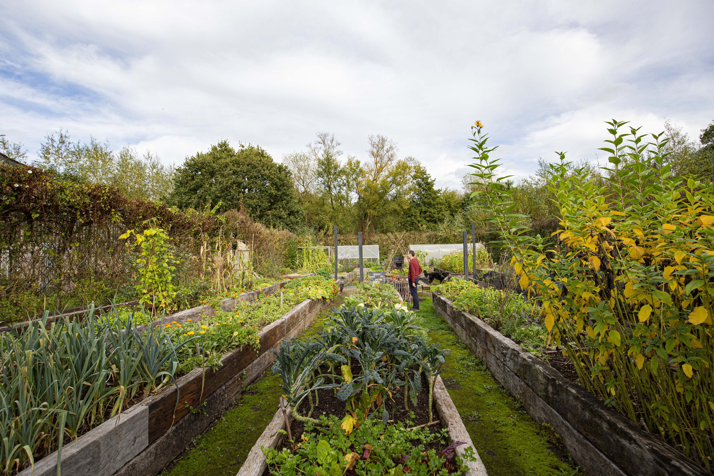 Selgars Estate England allotment.jpg