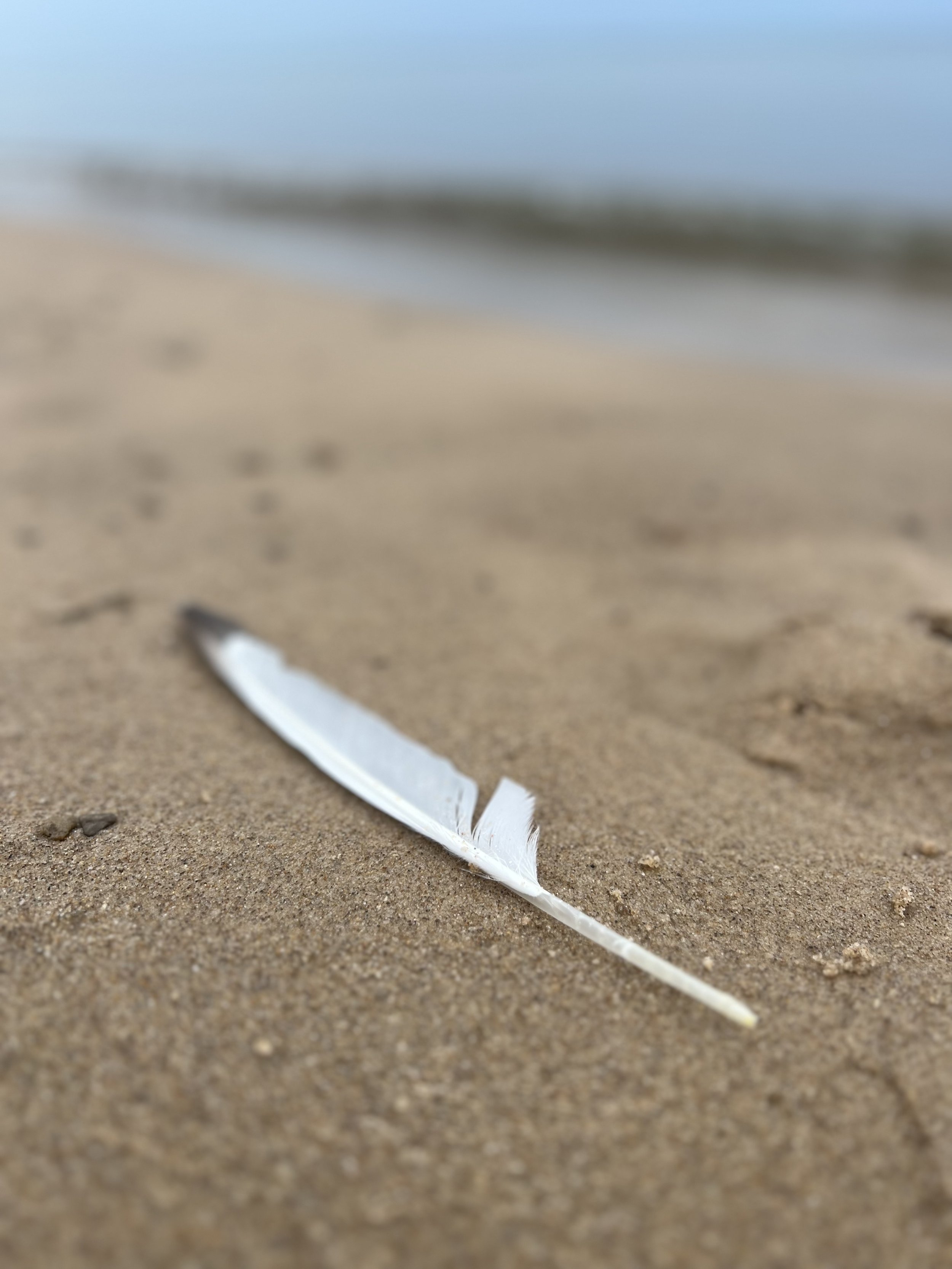 shoreline feather
