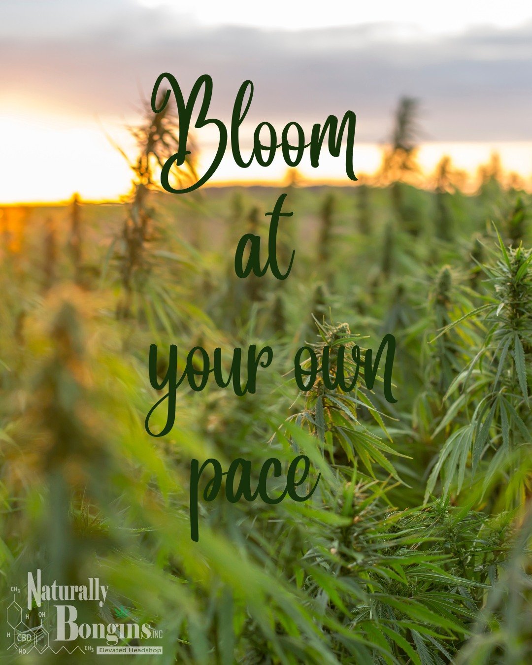 Bloom at your own pace 🌱
Cannabis grows best when it&rsquo;s allowed to develop naturally&mdash;just like your relationship with it. Take your time exploring strains, effects, and formats that feel right for you. 🌿
#naturallybongins #cannabiseducat