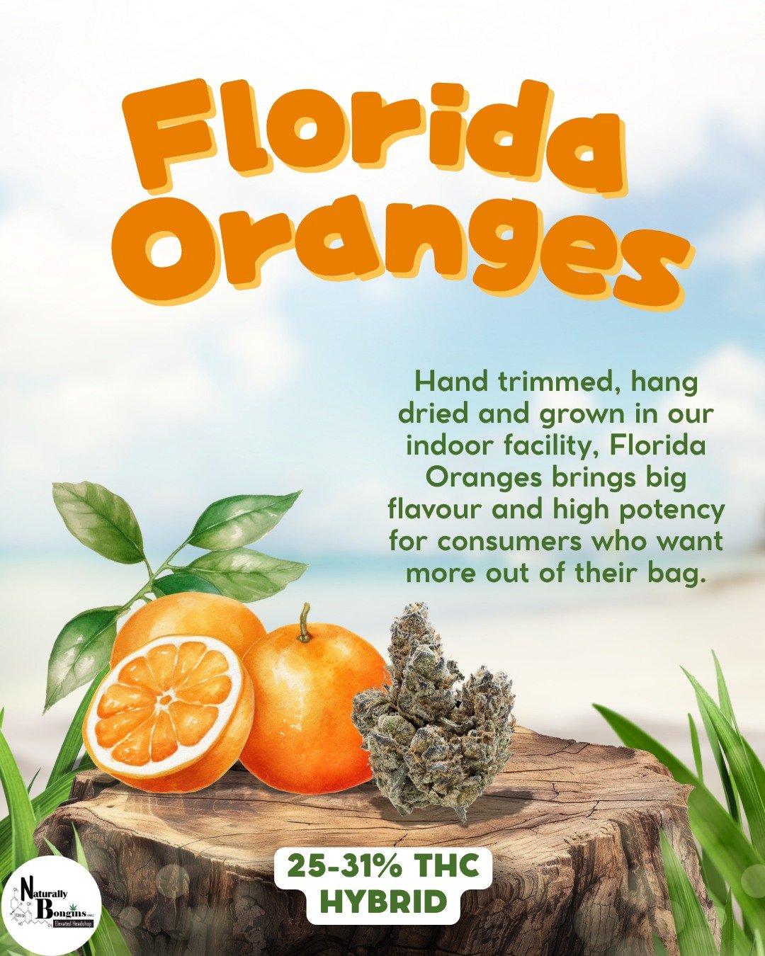 🍊🌿 Florida Oranges is bringing the citrus.

Packed with bright orange-forward flavour and grown indoors with care, this hybrid delivers the potency and quality seasoned consumers are looking for.

✂️ Hand trimmed
🌬️ Hang dried
🏠 Indoor grown
🔥 2