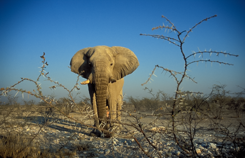 In praise of the matriarch …