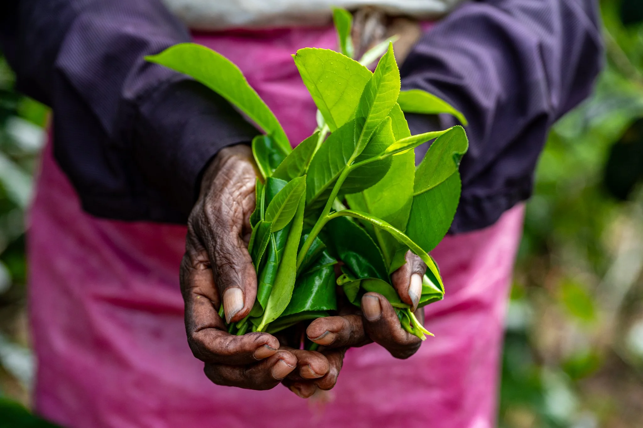 The Hands Behind the Tea: Sri Lanka’s hidden human cost