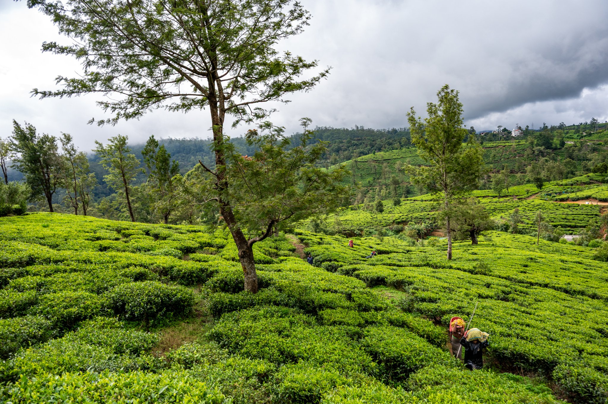 Sri Lanka_Kandy and Hill Country_copyright Buddha34-168.jpg