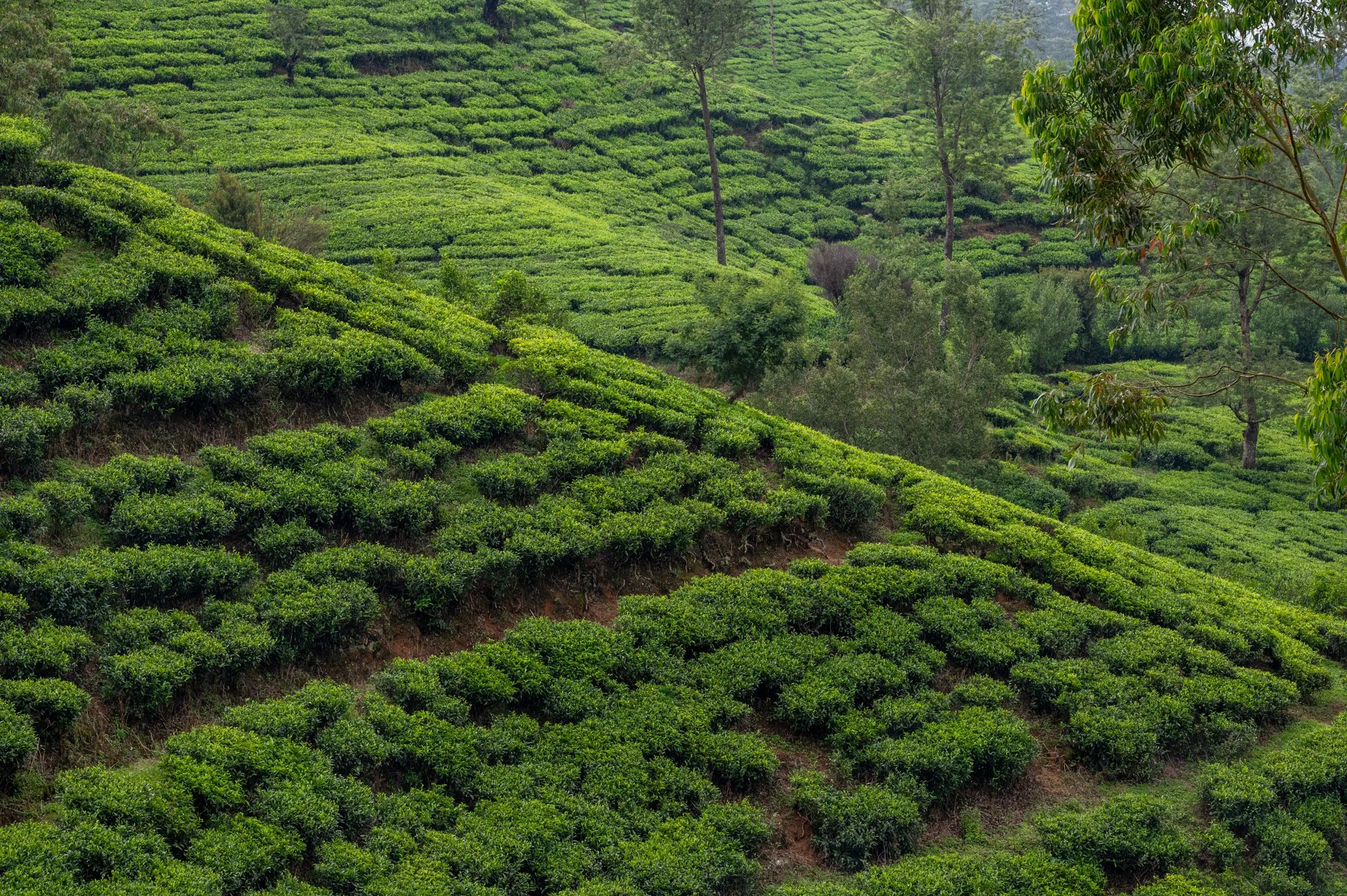Sri Lanka_Kandy and Hill Country_copyright Buddha34-185.jpg