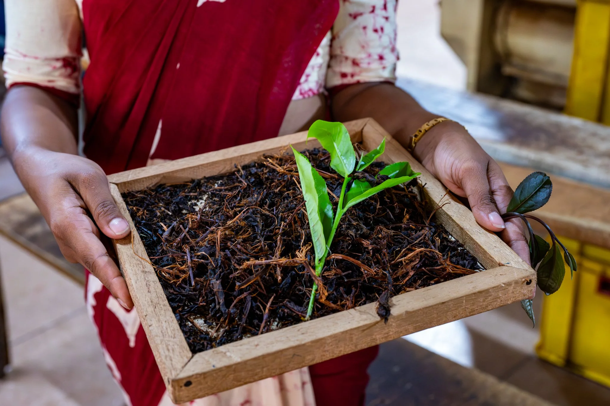 Sri Lanka_Kandy and Hill Country_copyright Buddha34-123.jpg