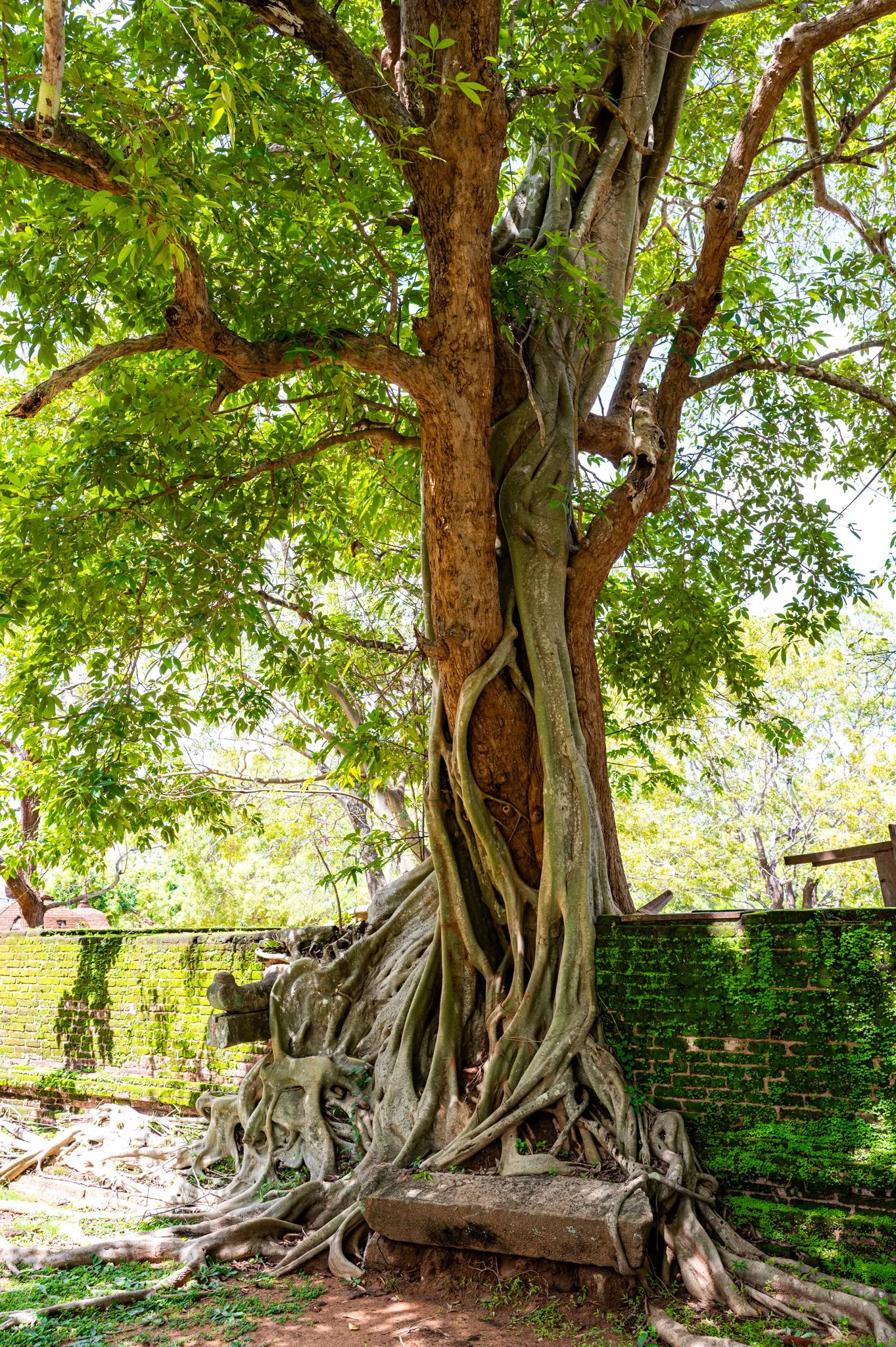 Sri Lanka_Cultural Triangle_copyright Buddha34-76.jpg