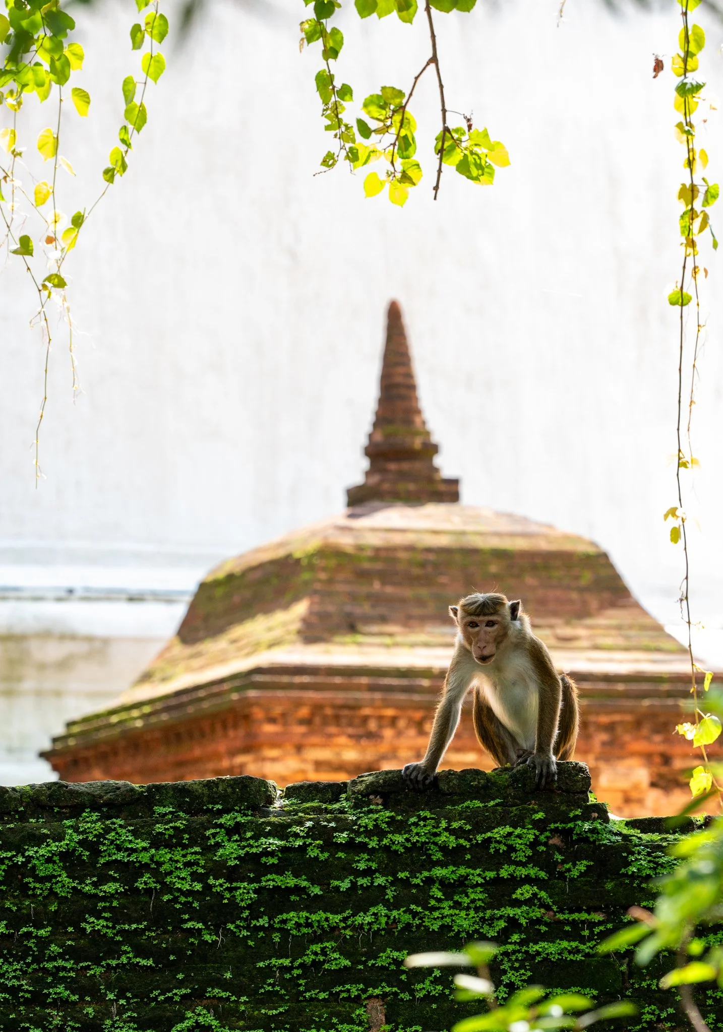 Sri Lanka_Cultural Triangle_copyright Buddha34-79.jpg