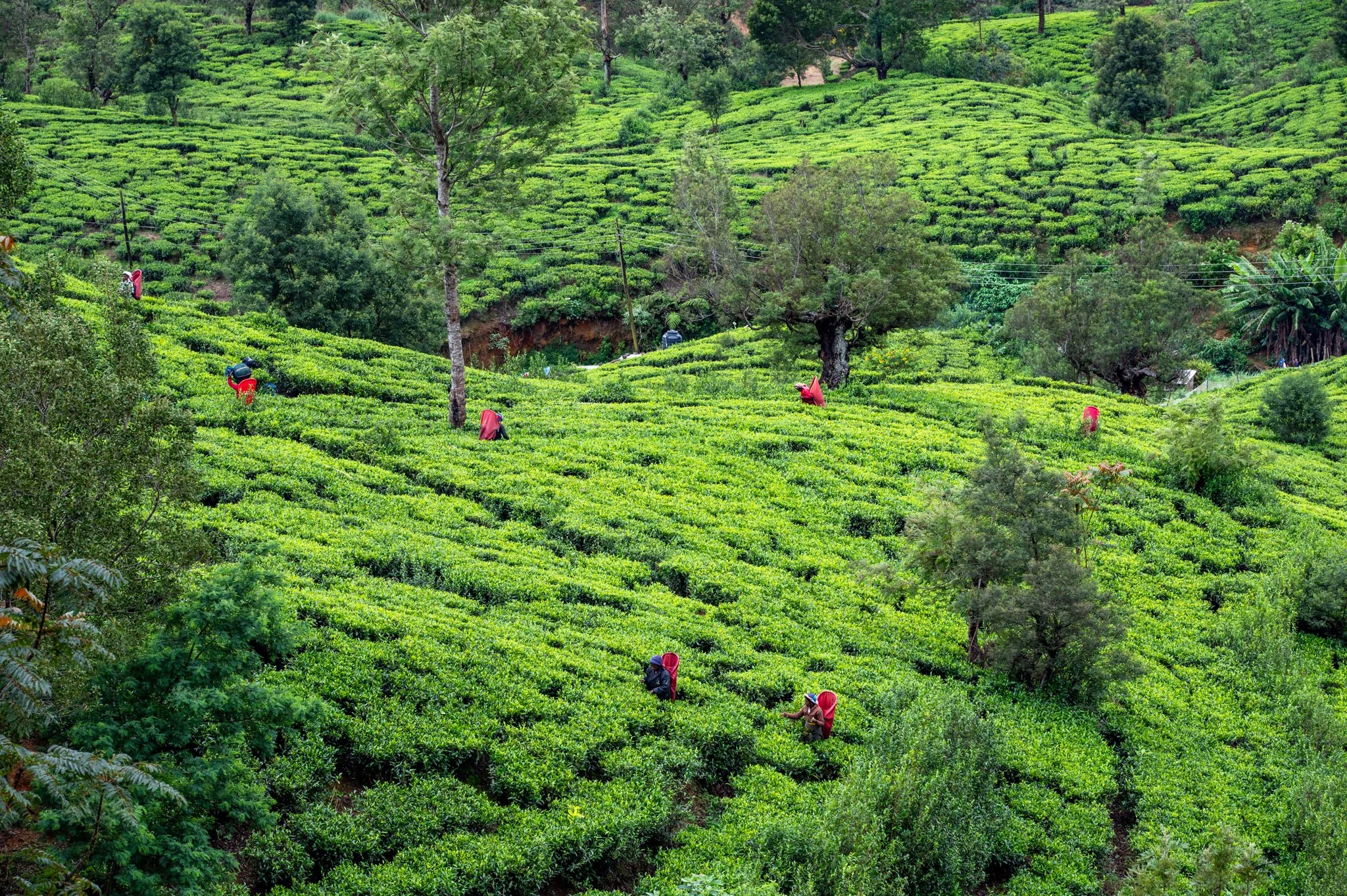 Sri Lanka_Kandy and Hill Country_copyright Buddha34-162.jpg