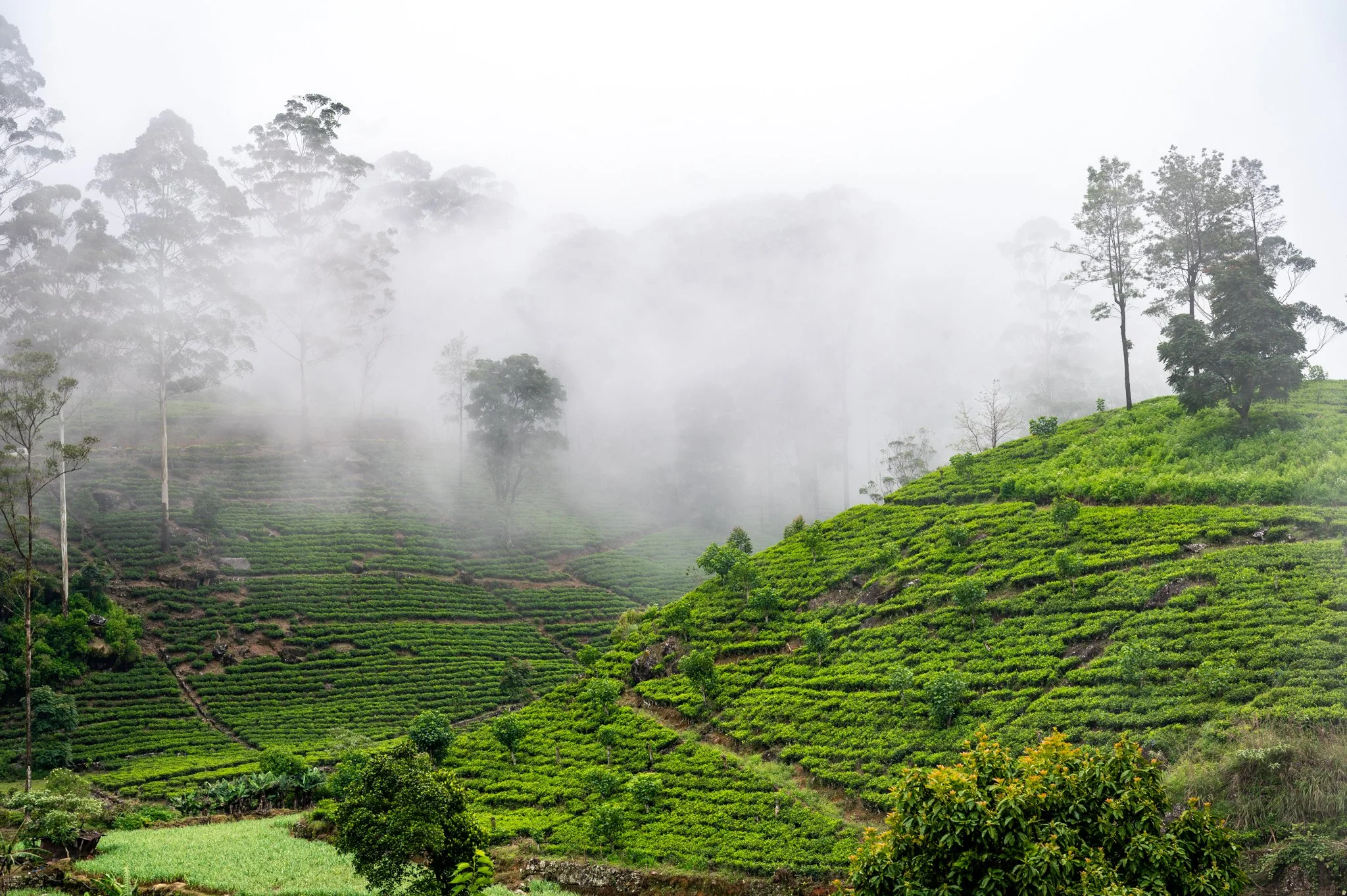 Sri Lanka_Kandy and Hill Country_copyright Buddha34-155.jpg